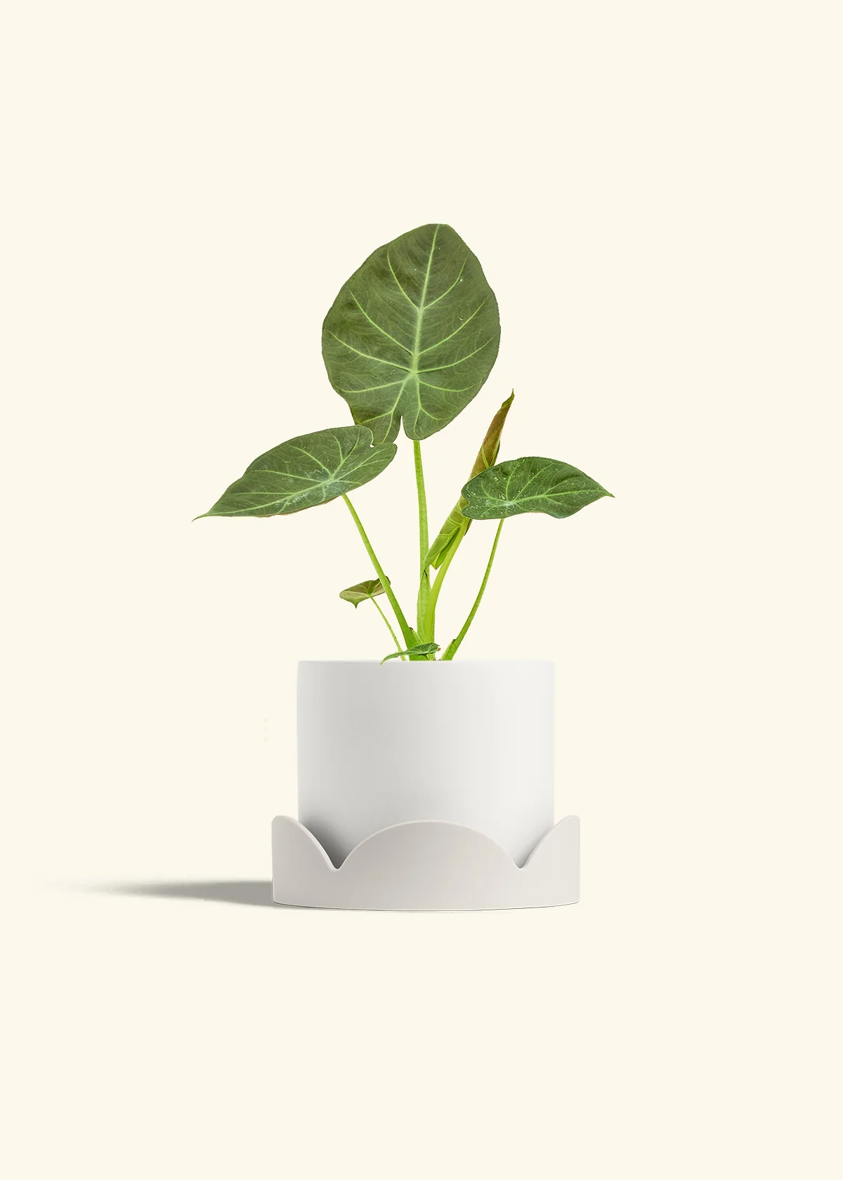 Alocasia Regal Shields - Image 58
