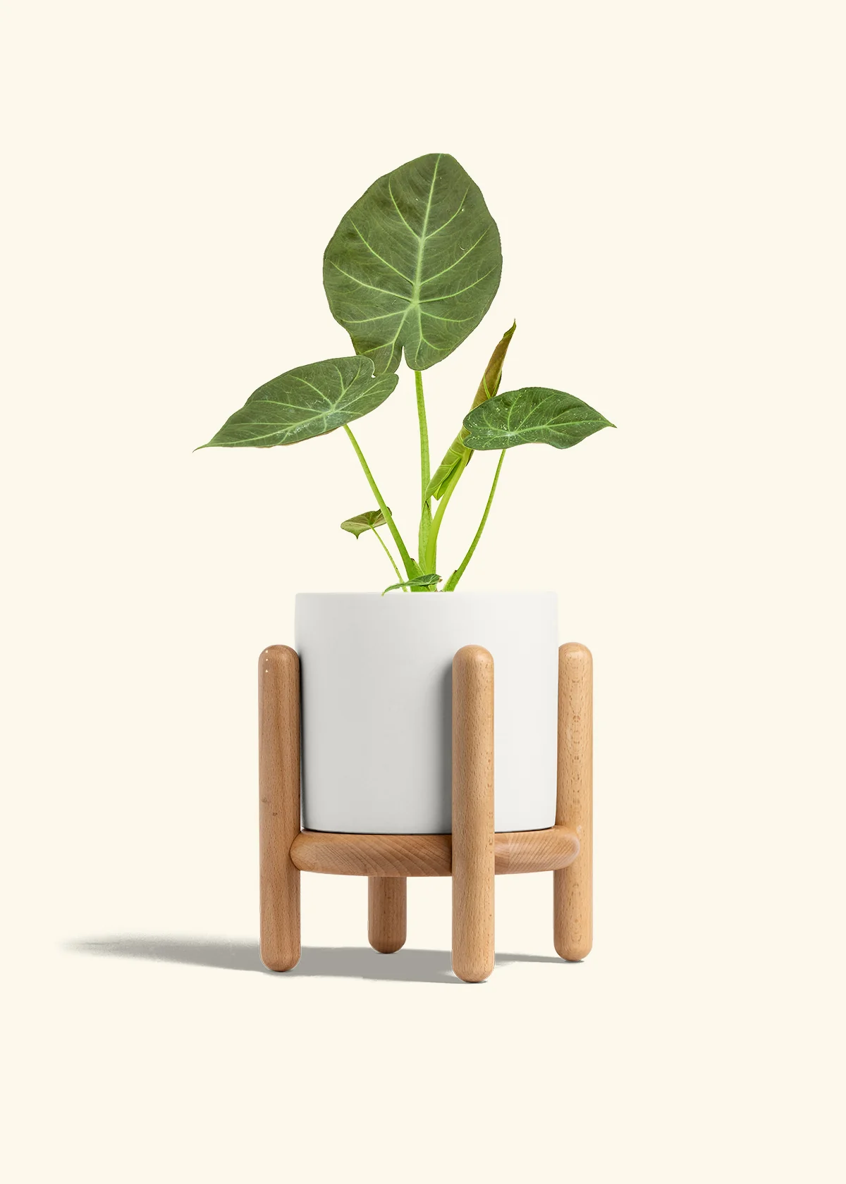 Alocasia Regal Shields - Image 59
