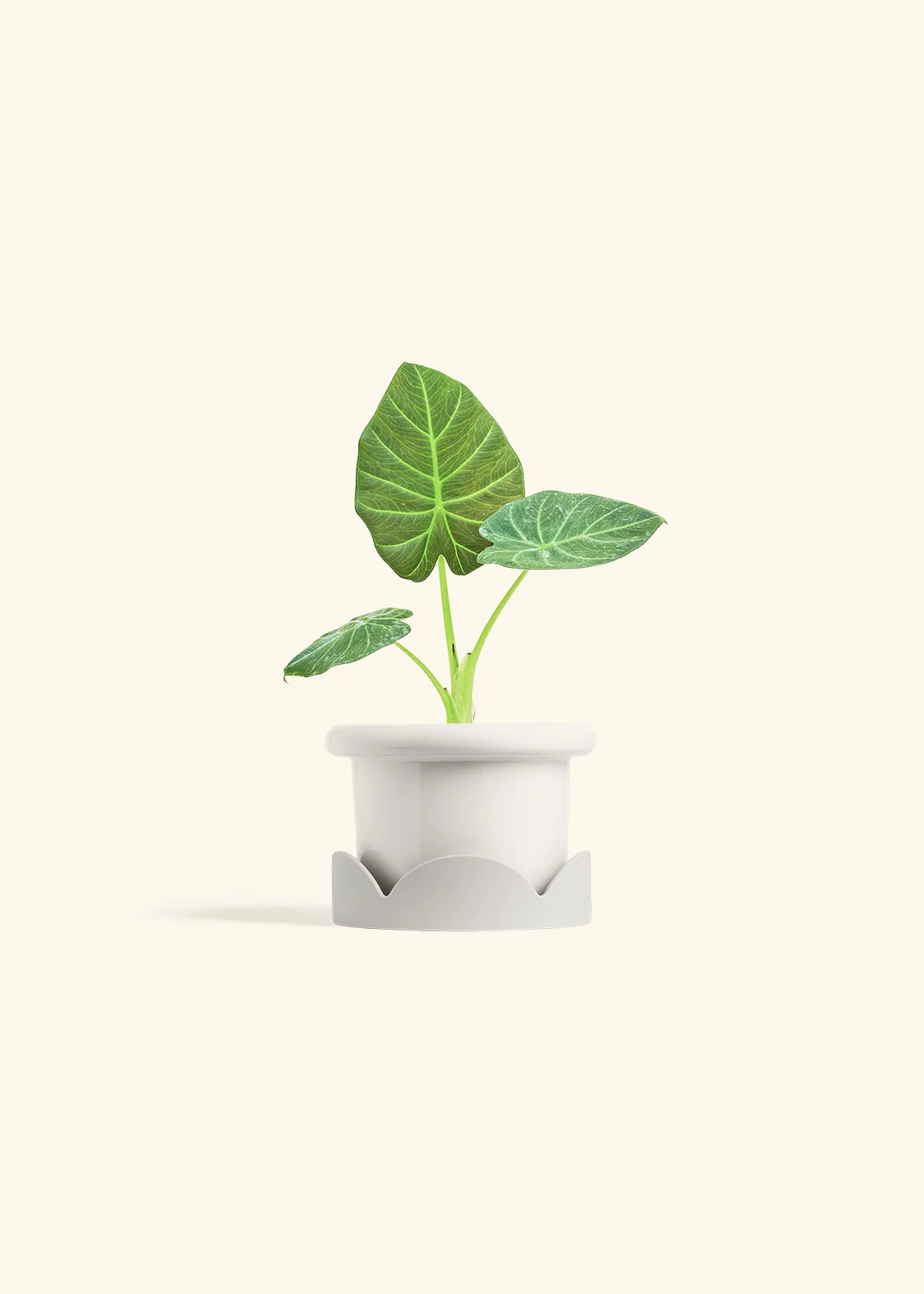 Alocasia Regal Shields - Image 6