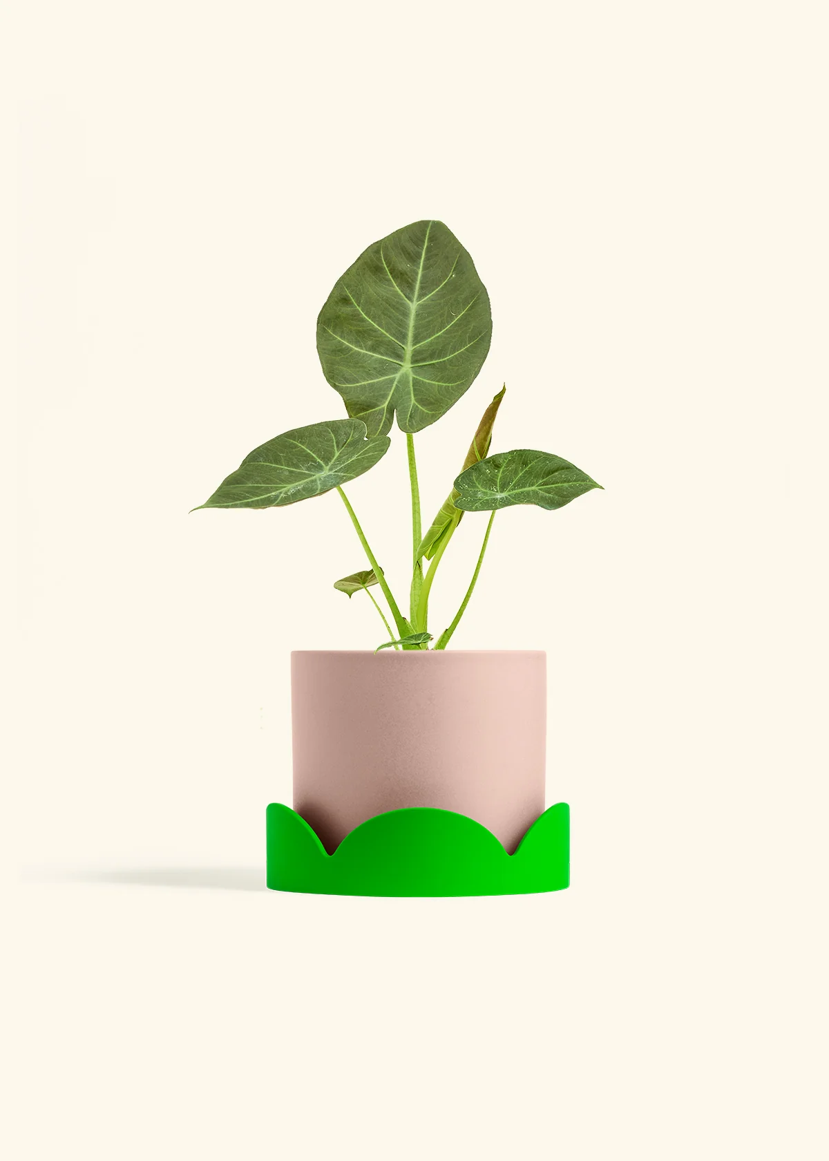 Alocasia Regal Shields - Image 60