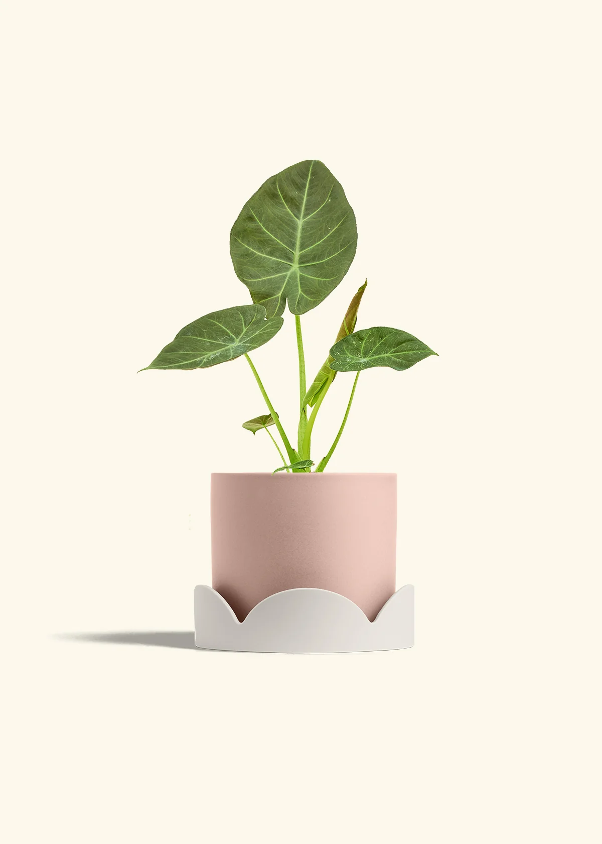 Alocasia Regal Shields - Image 61