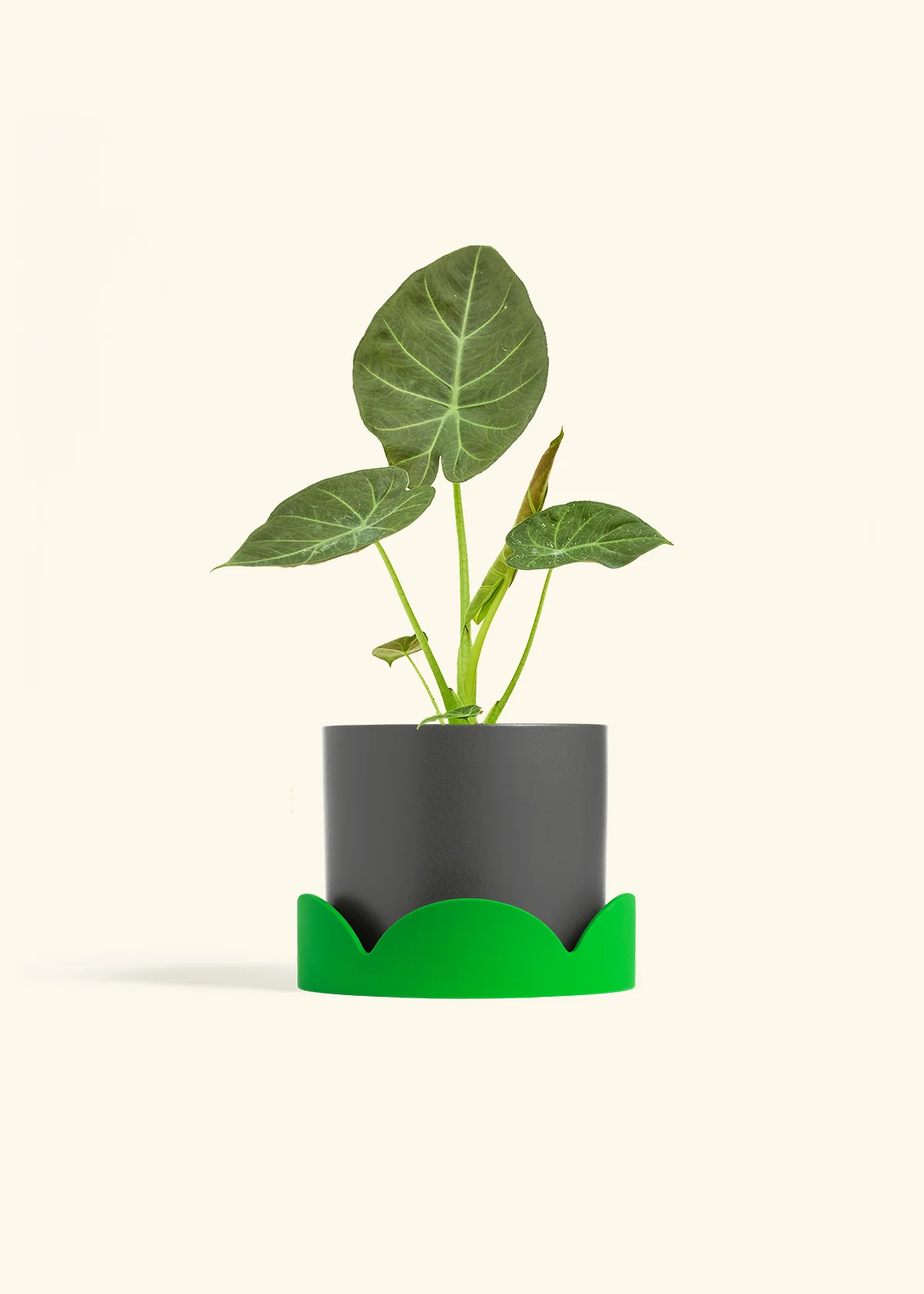 Alocasia Regal Shields - Image 63