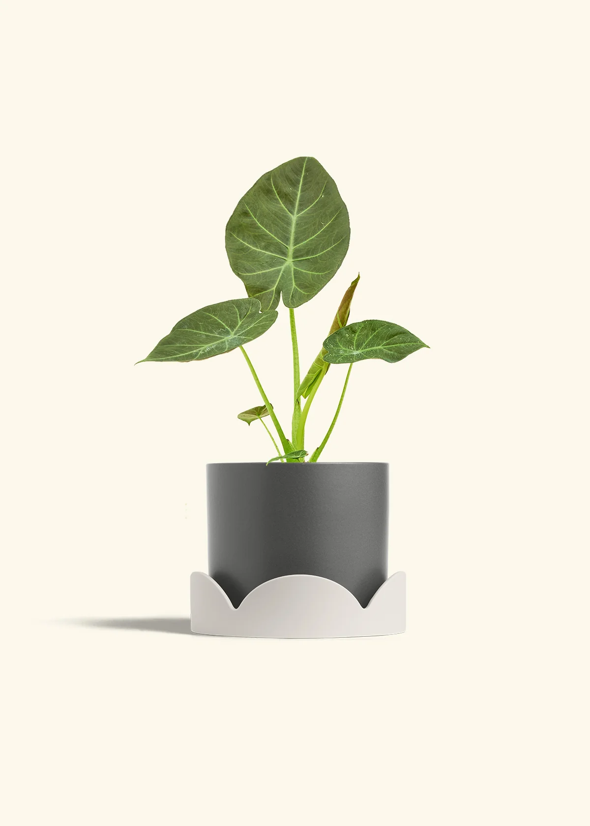 Alocasia Regal Shields - Image 64