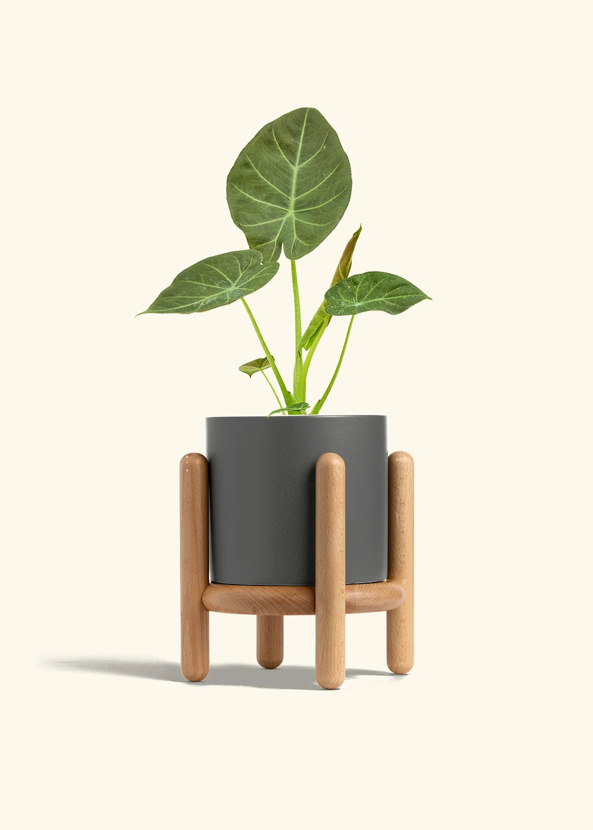 Alocasia Regal Shields - Image 65