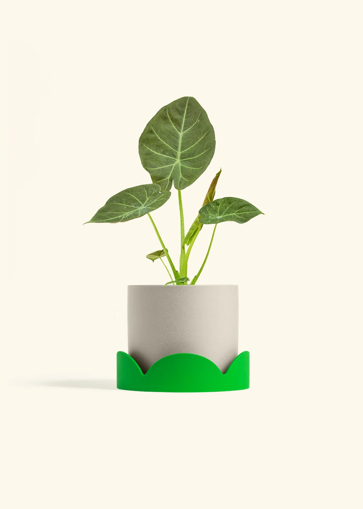 Alocasia Regal Shields - Image 66