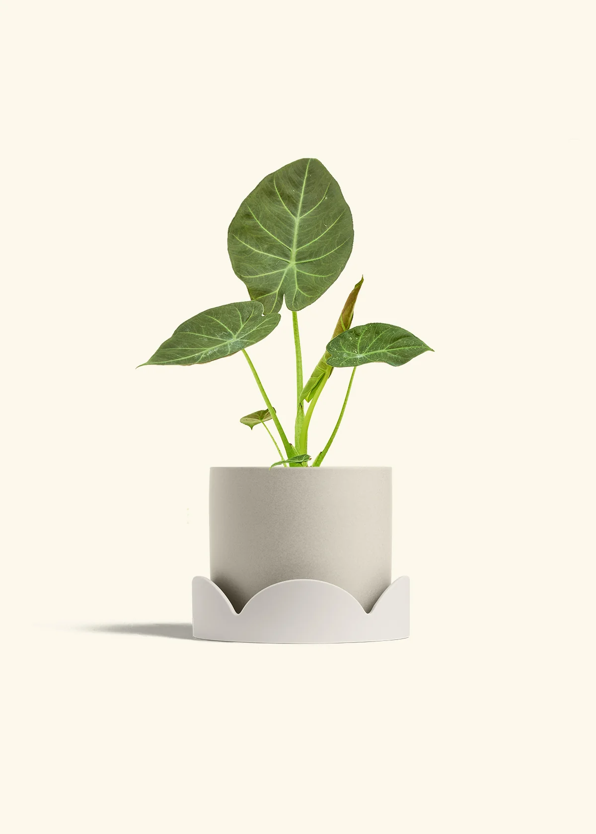 Alocasia Regal Shields - Image 67