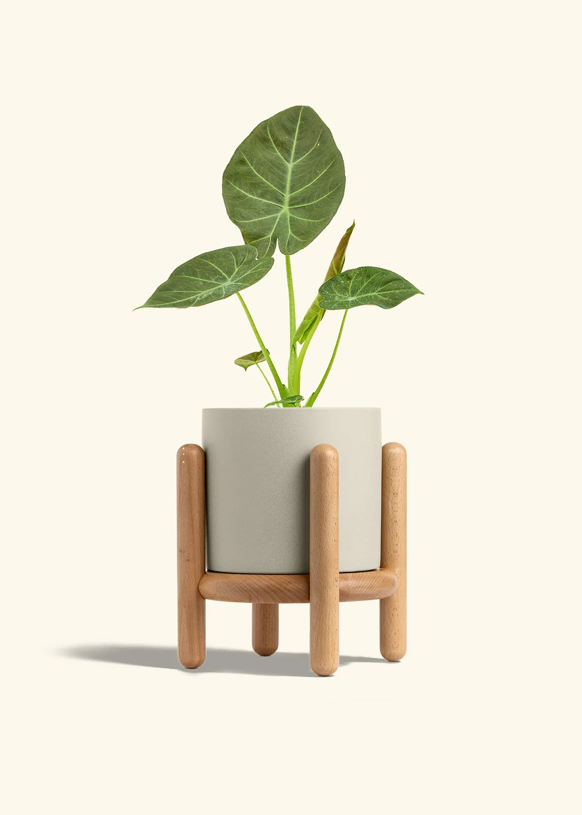 Alocasia Regal Shields - Image 68