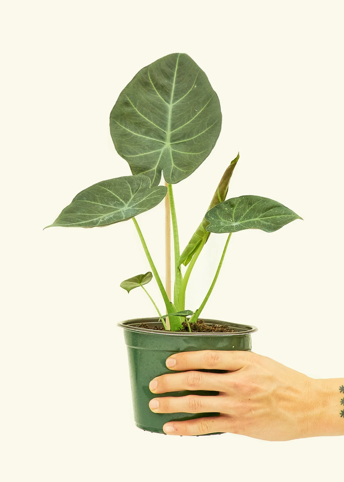 Alocasia Regal Shields - Image 69