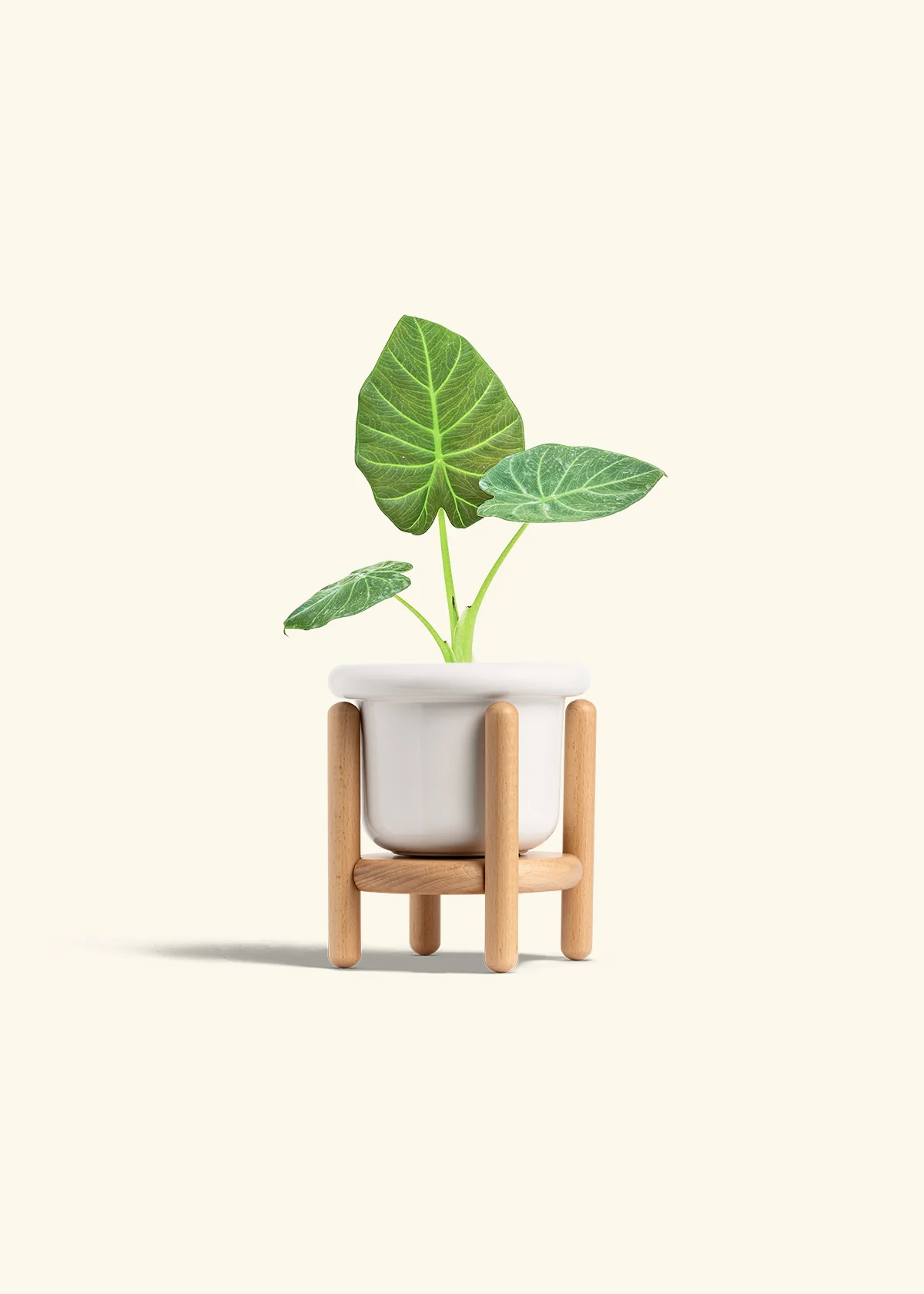 Alocasia Regal Shields - Image 7