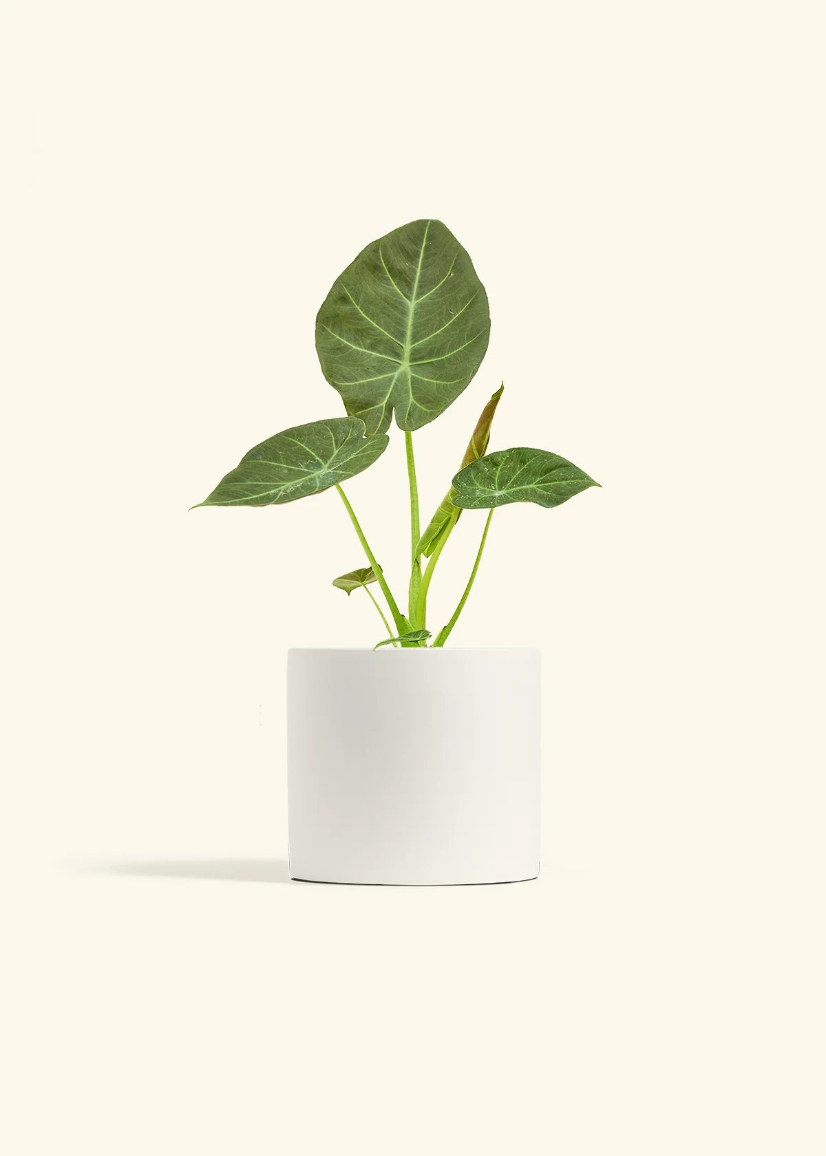 Alocasia Regal Shields - Image 70