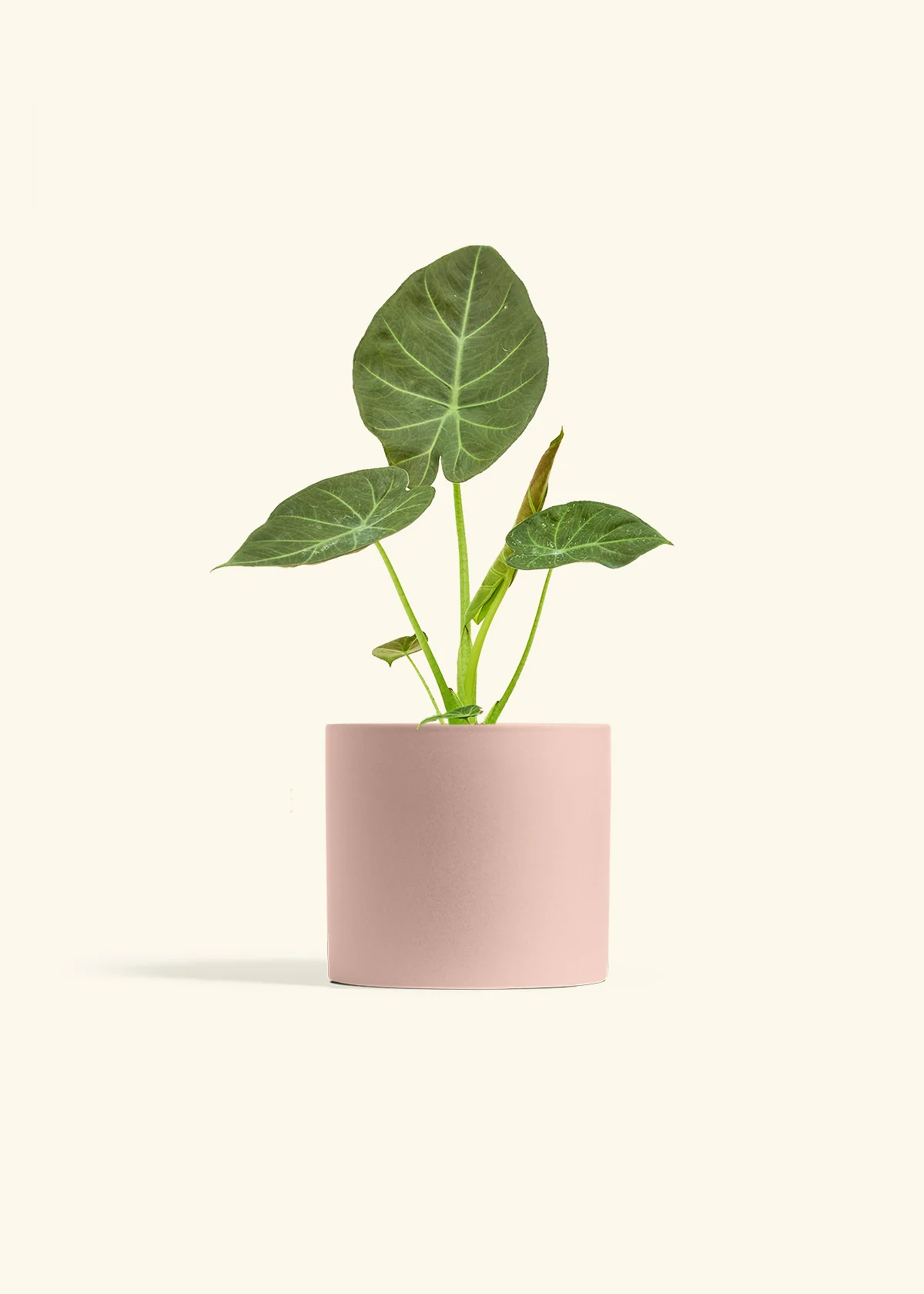 Alocasia Regal Shields - Image 71