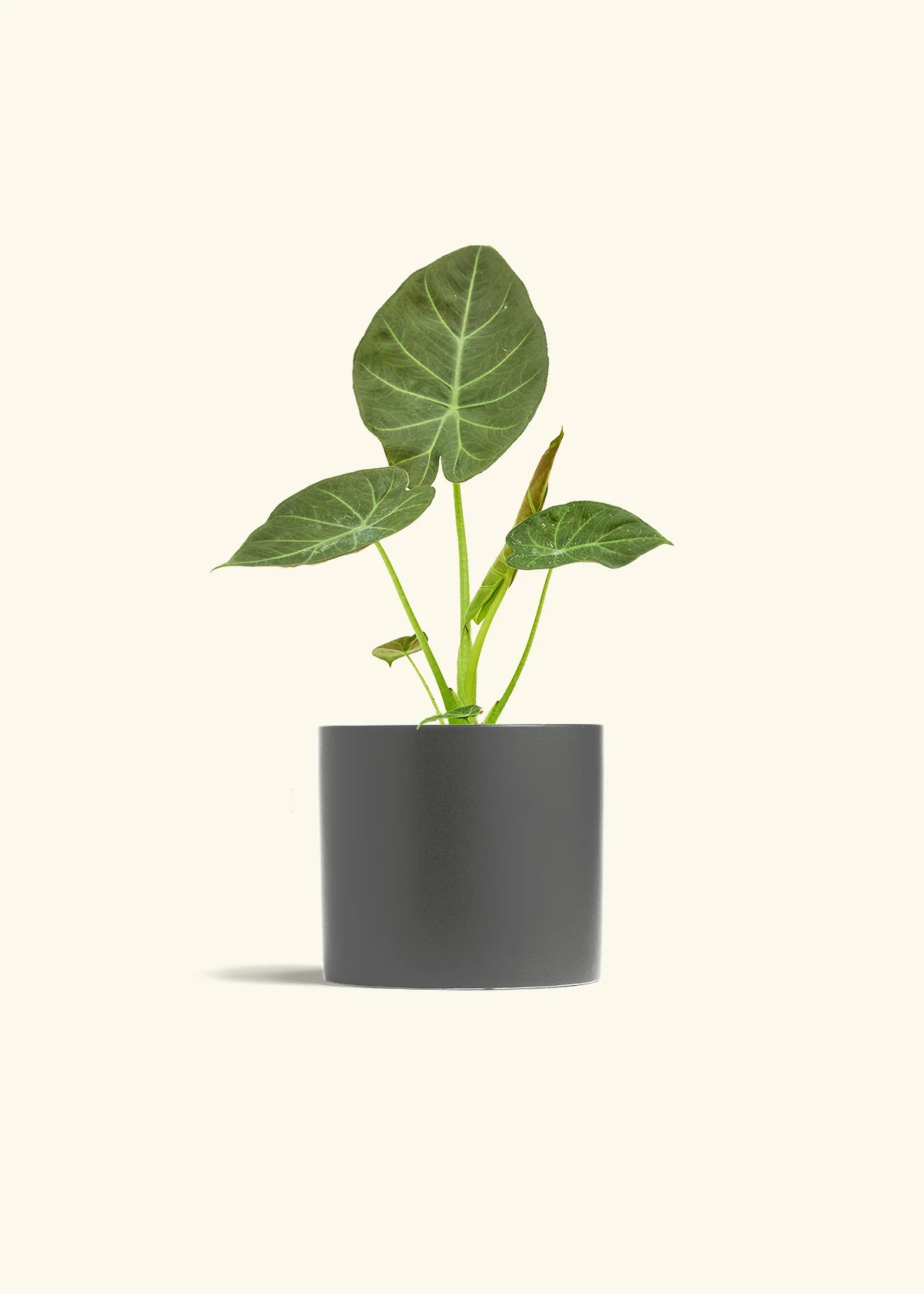 Alocasia Regal Shields - Image 72