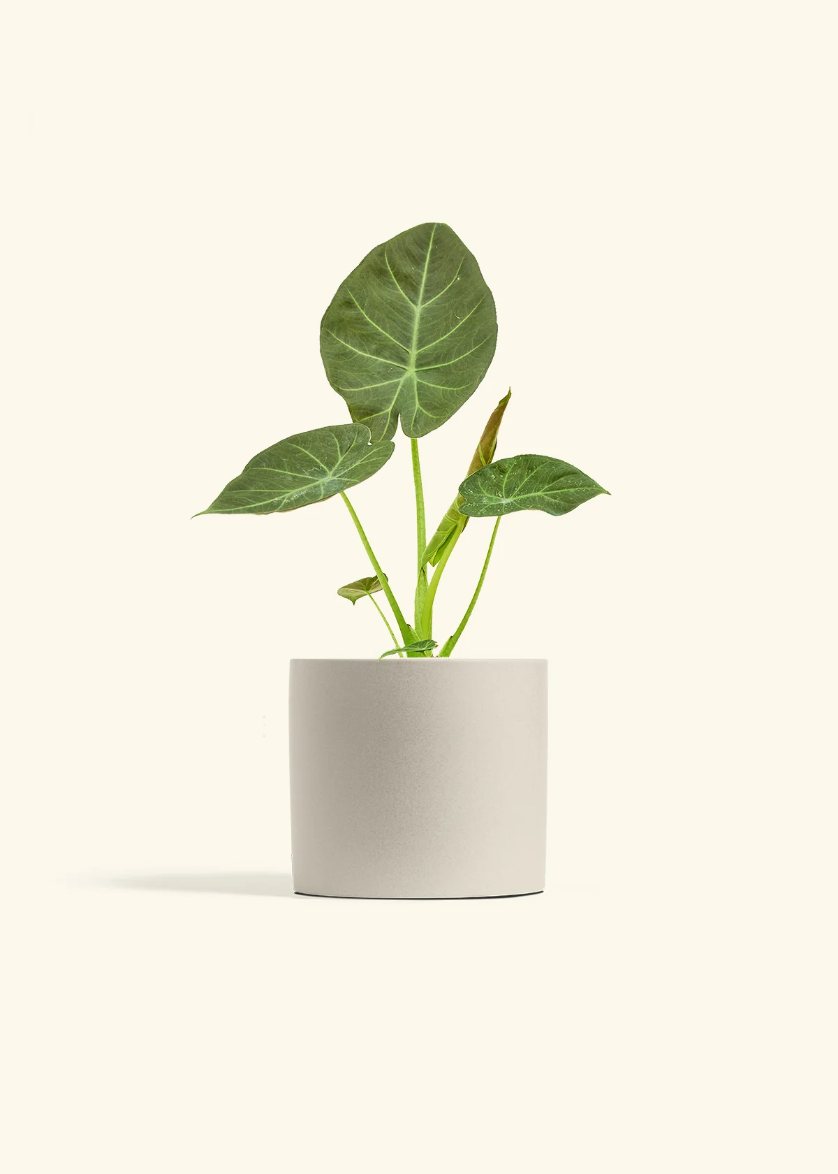 Alocasia Regal Shields - Image 73