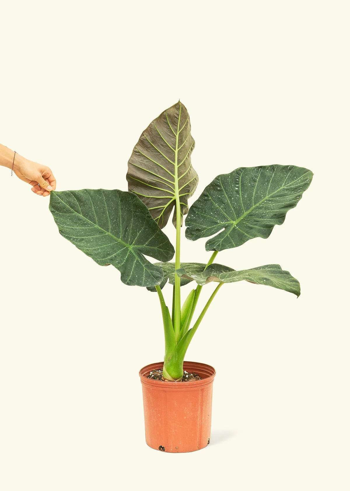 Alocasia Regal Shields - Image 74