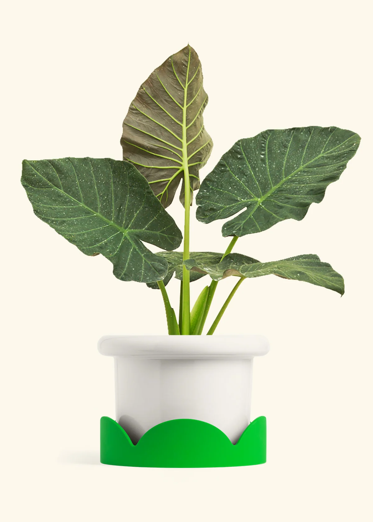 Alocasia Regal Shields - Image 76