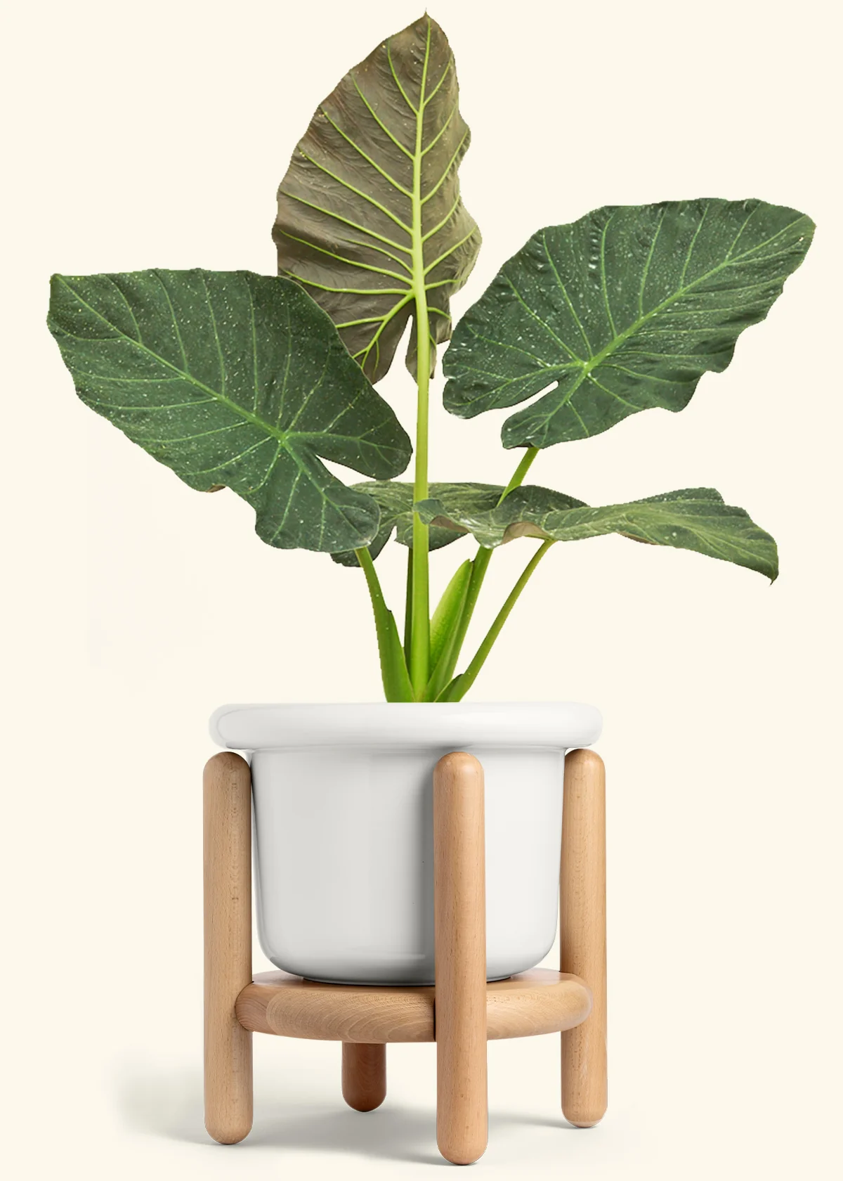 Alocasia Regal Shields - Image 78