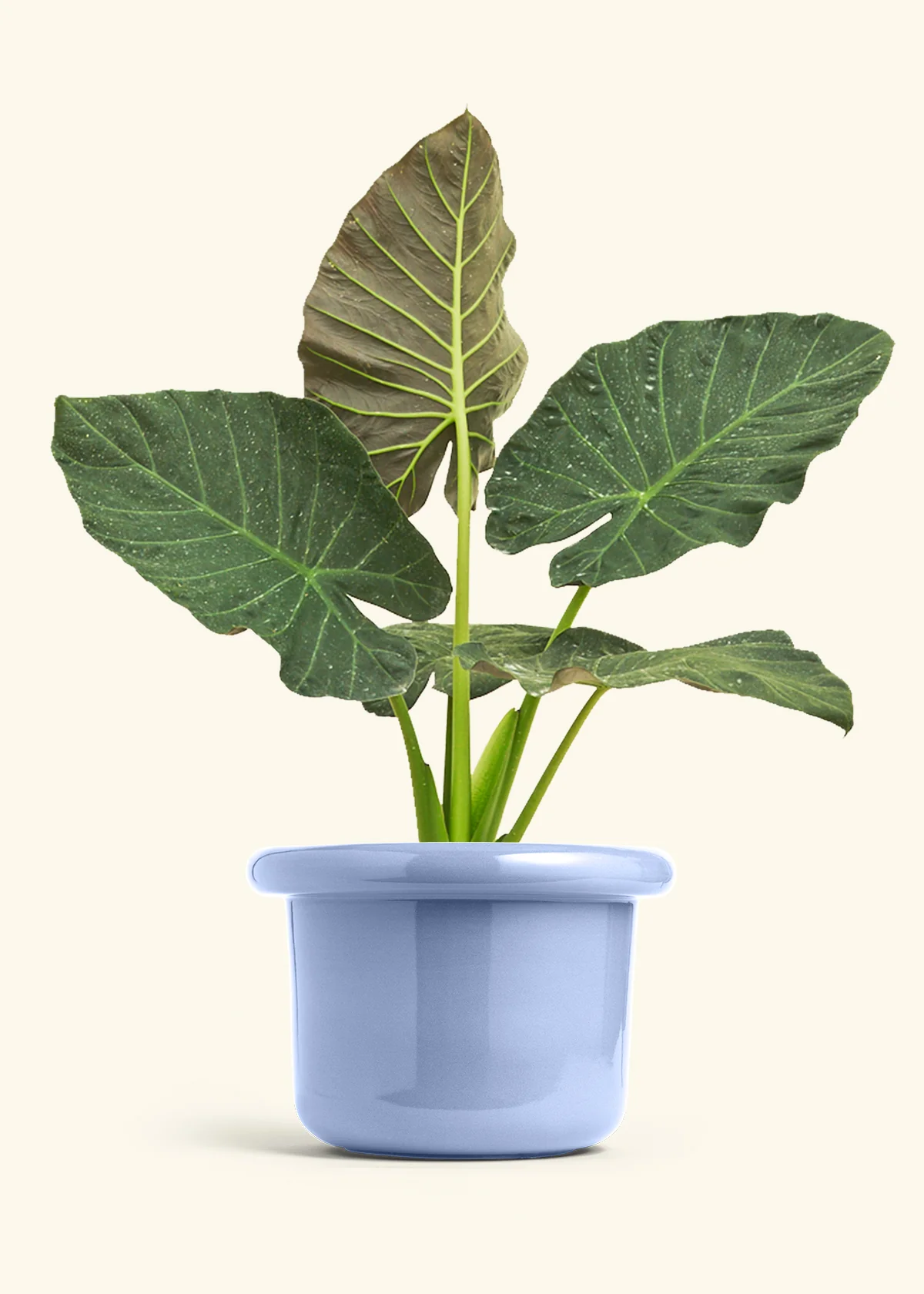 Alocasia Regal Shields - Image 79