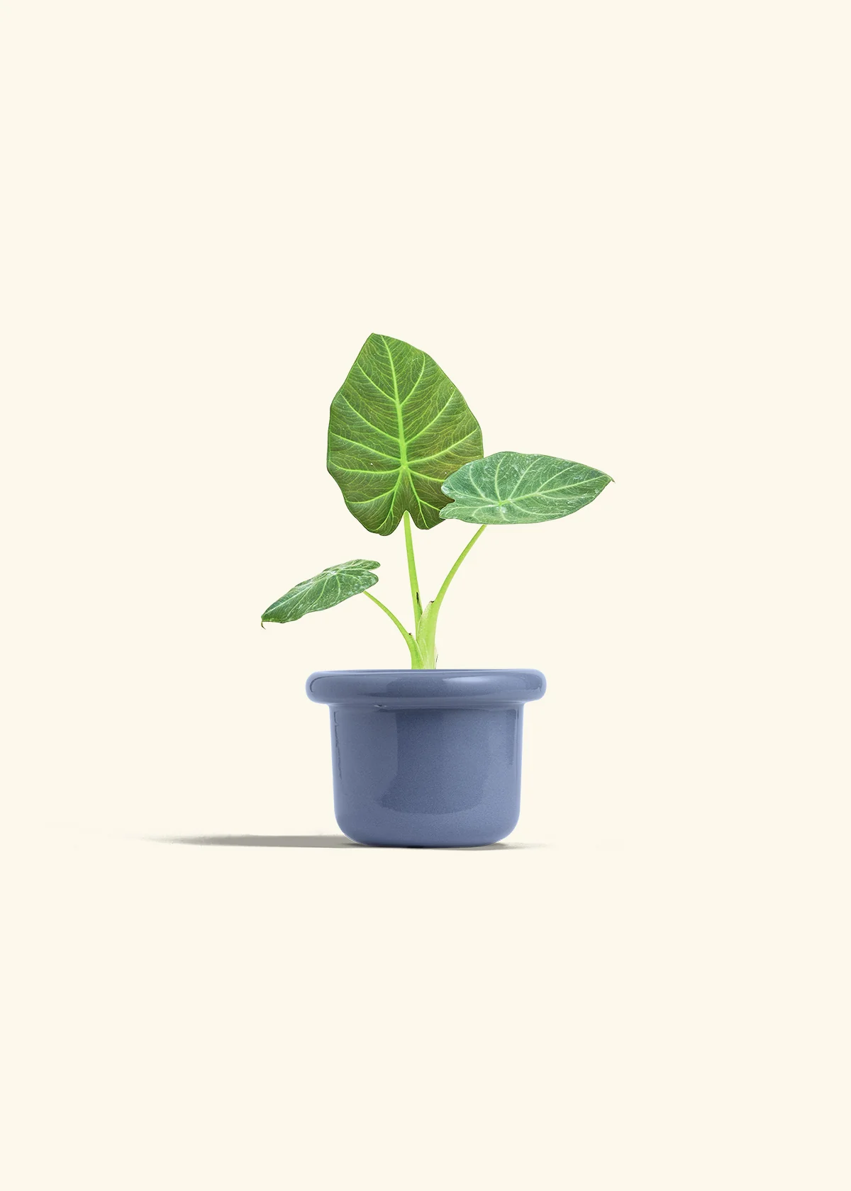 Alocasia Regal Shields - Image 8