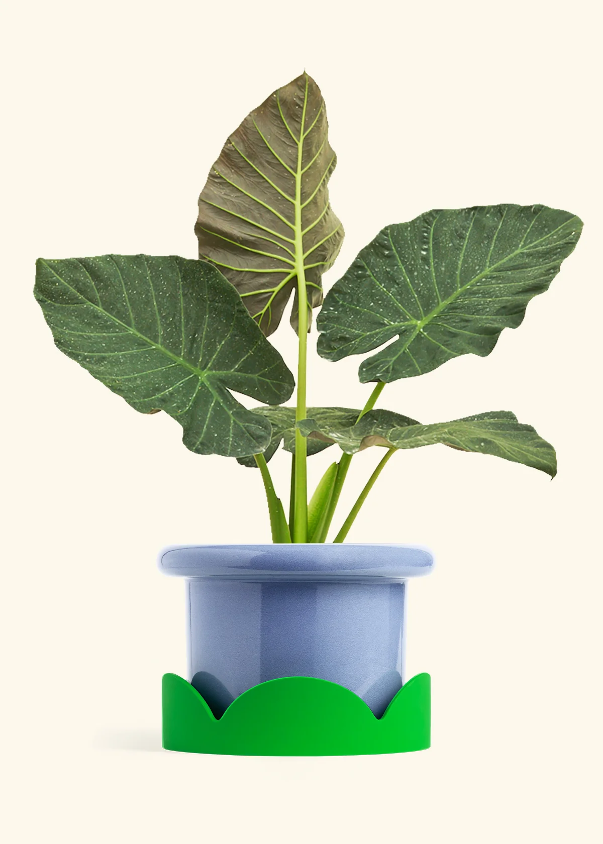 Alocasia Regal Shields - Image 80