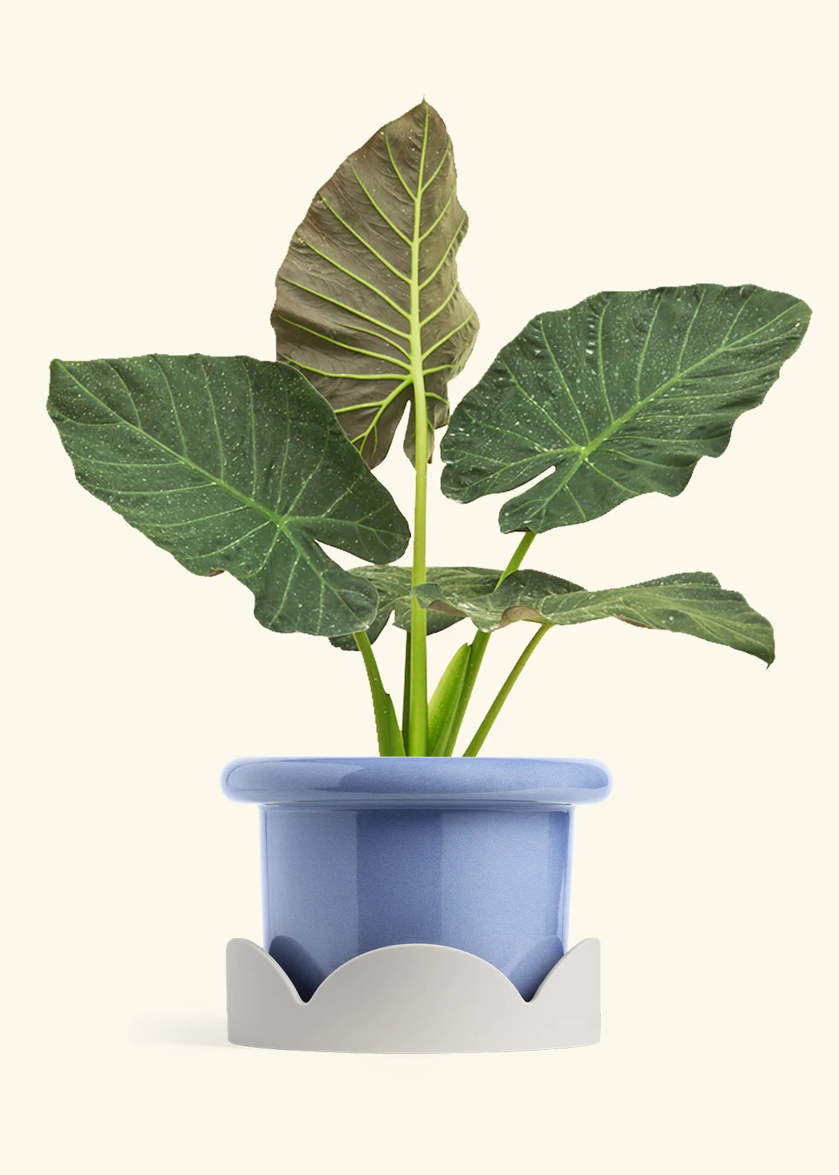 Alocasia Regal Shields - Image 81