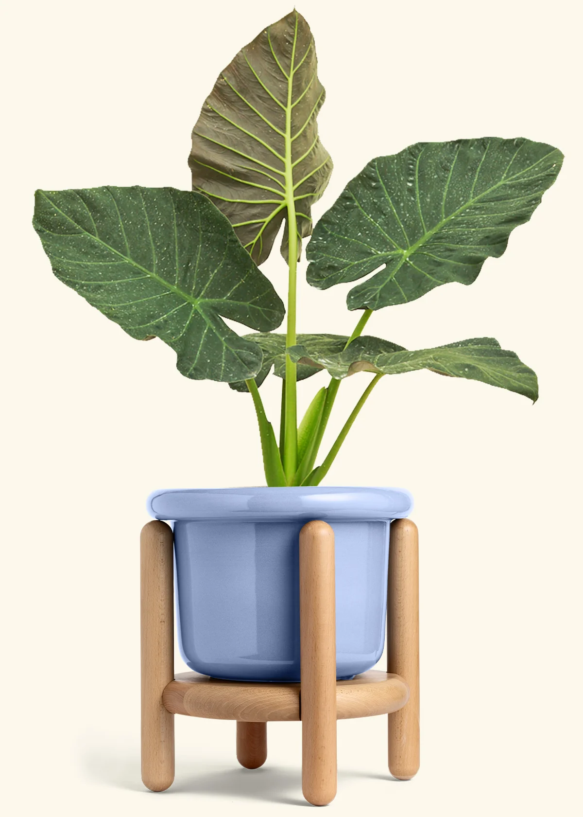 Alocasia Regal Shields - Image 82