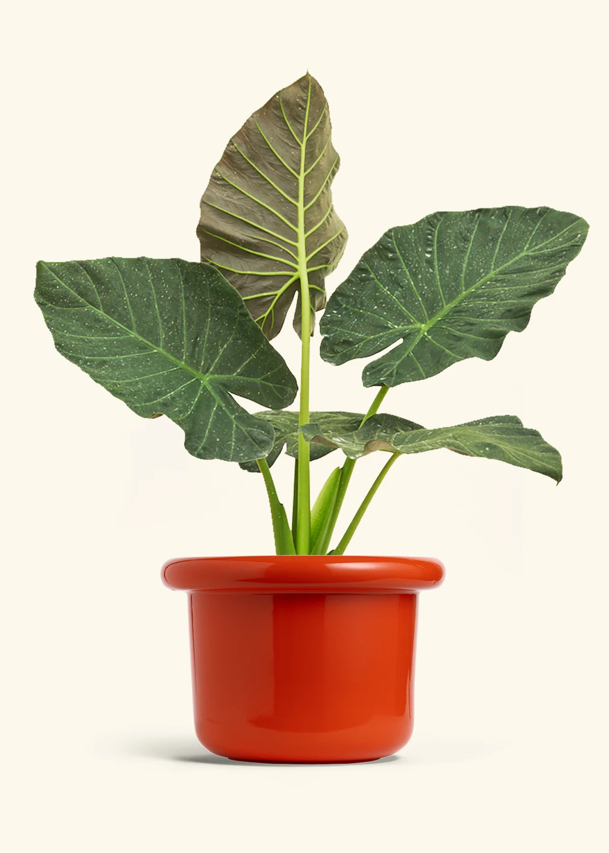 Alocasia Regal Shields - Image 83
