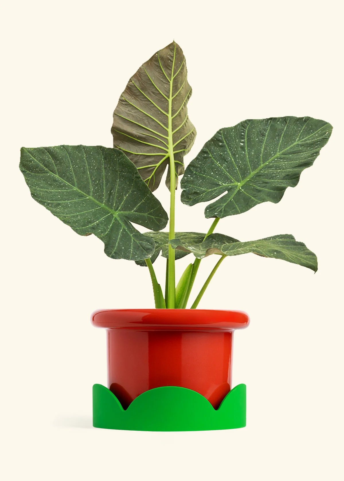Alocasia Regal Shields - Image 84