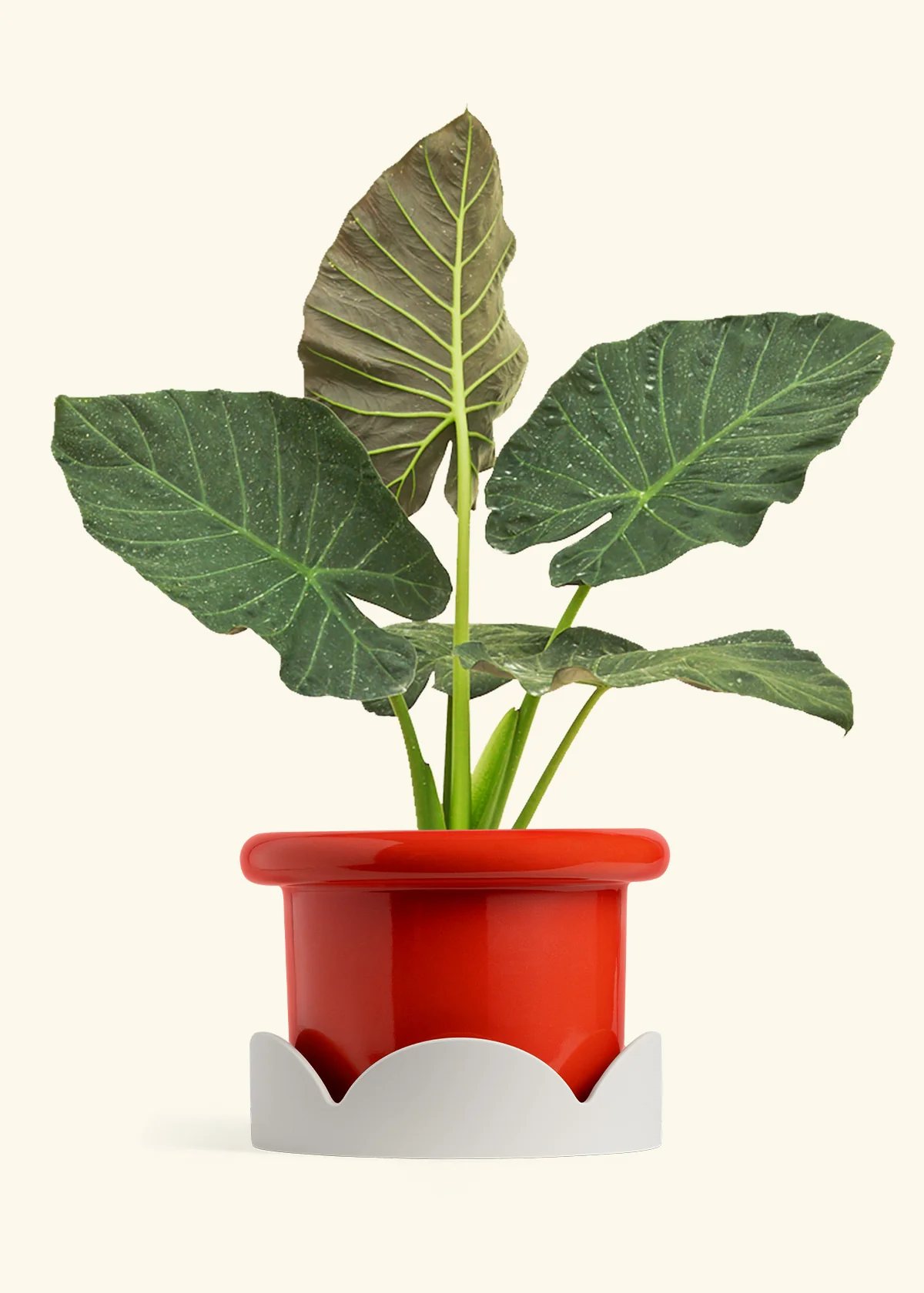 Alocasia Regal Shields - Image 85