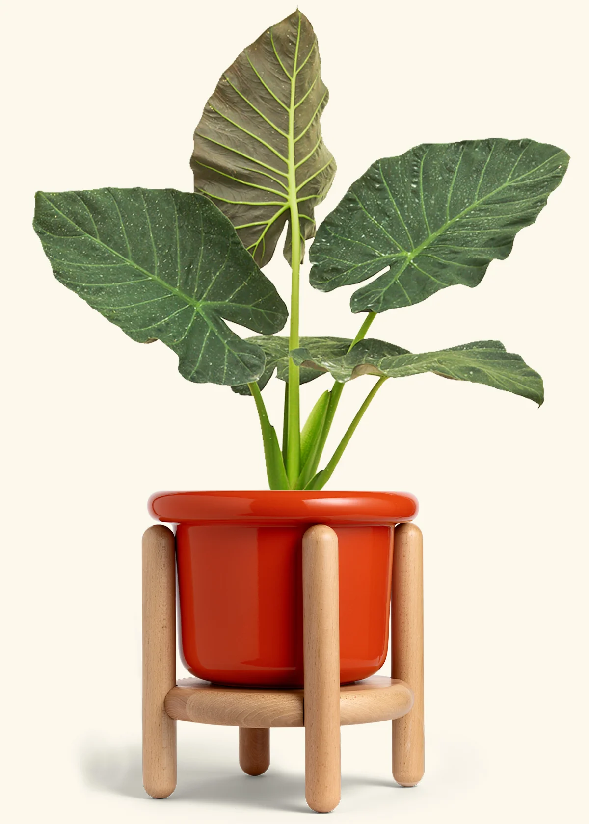 Alocasia Regal Shields - Image 86