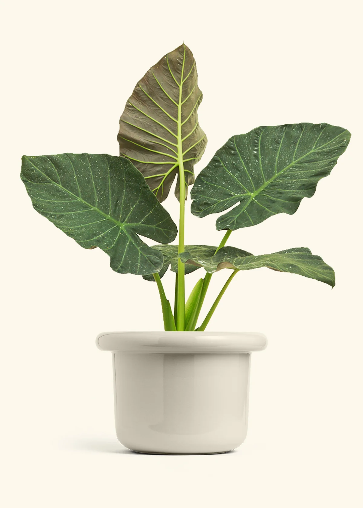 Alocasia Regal Shields - Image 87