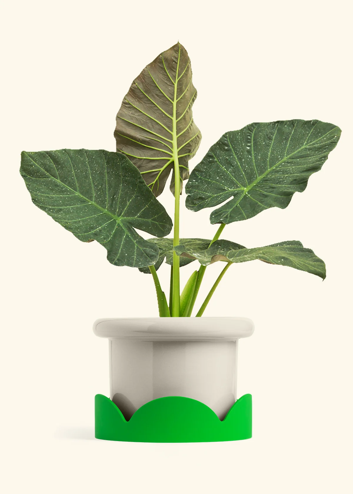 Alocasia Regal Shields - Image 88