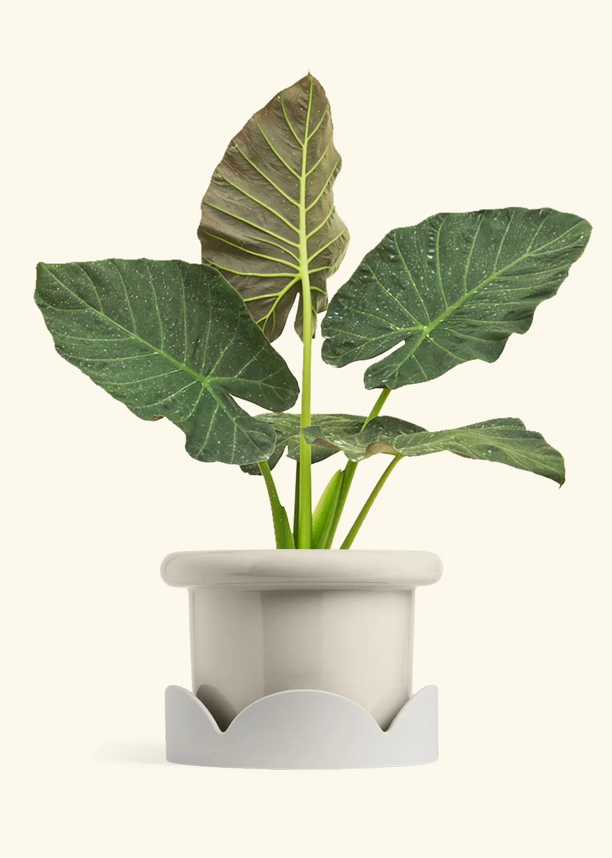 Alocasia Regal Shields - Image 89