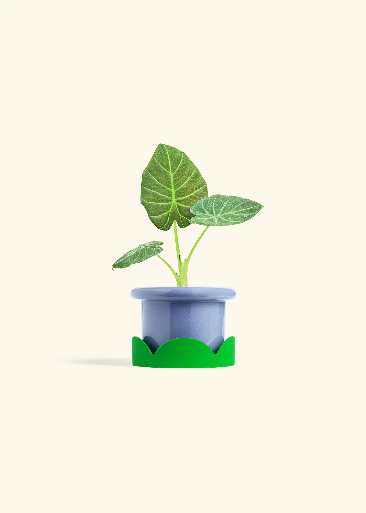 Alocasia Regal Shields - Image 9