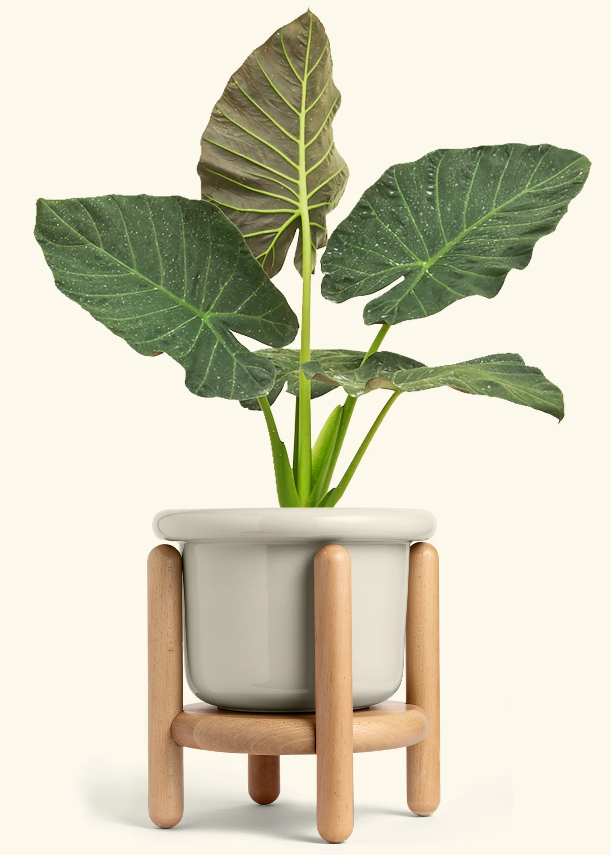 Alocasia Regal Shields - Image 90