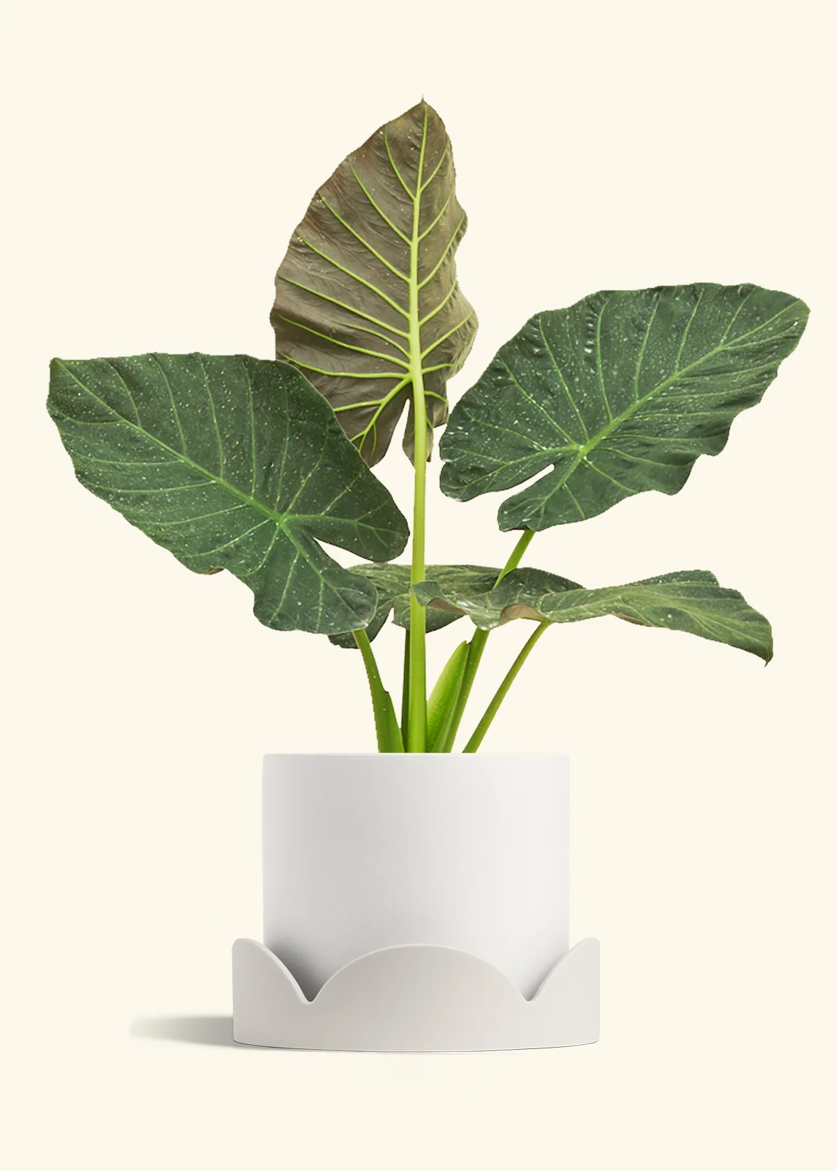 Alocasia Regal Shields - Image 92