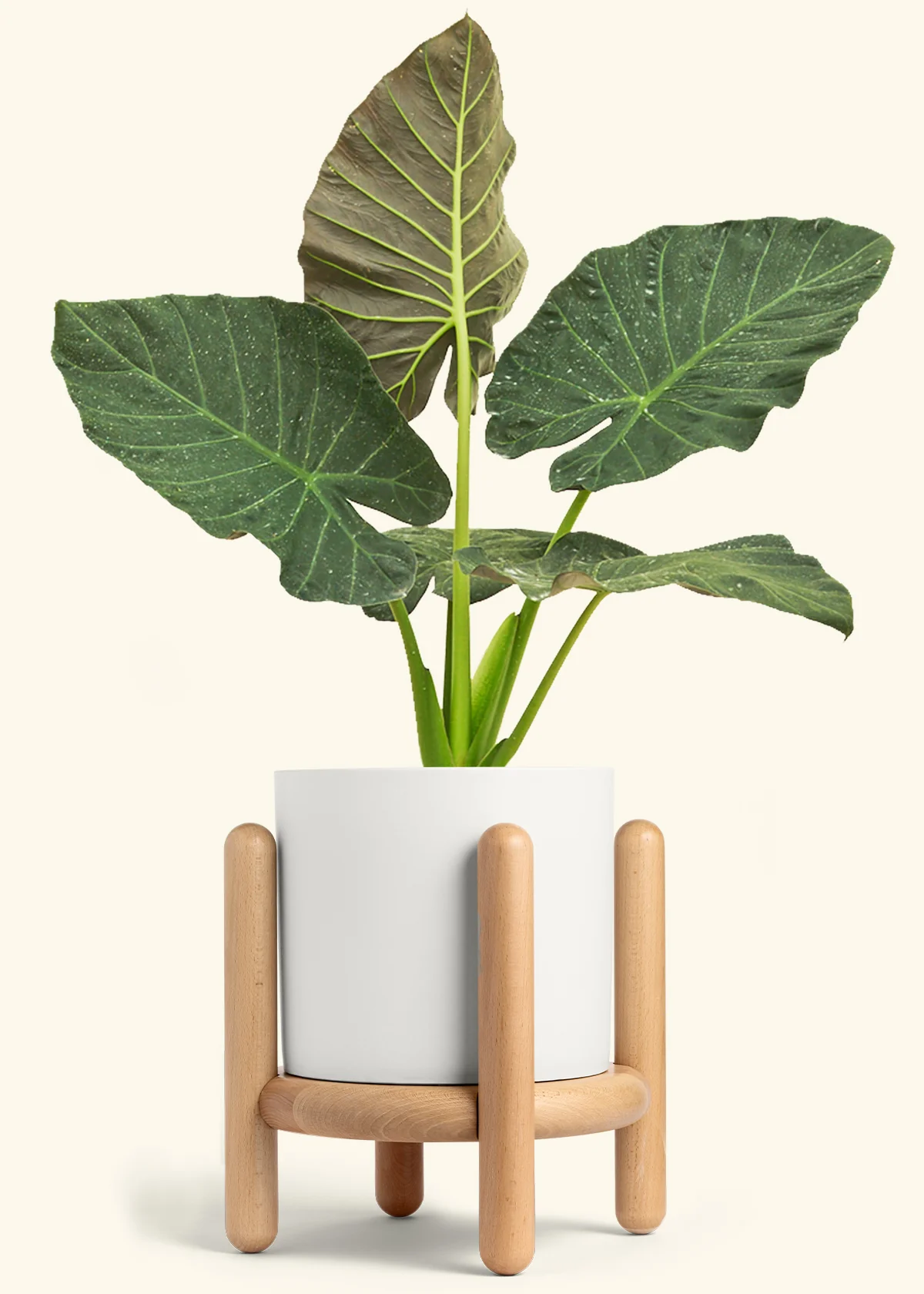 Alocasia Regal Shields - Image 93