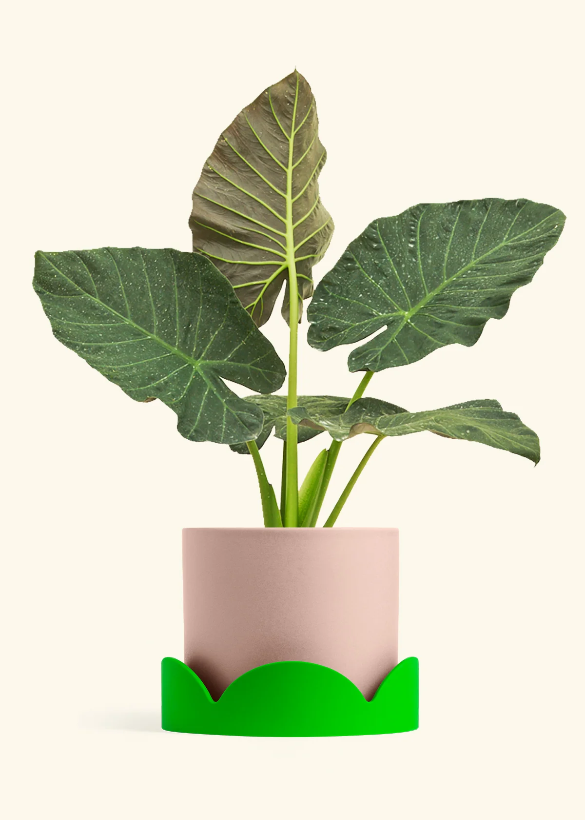 Alocasia Regal Shields - Image 94