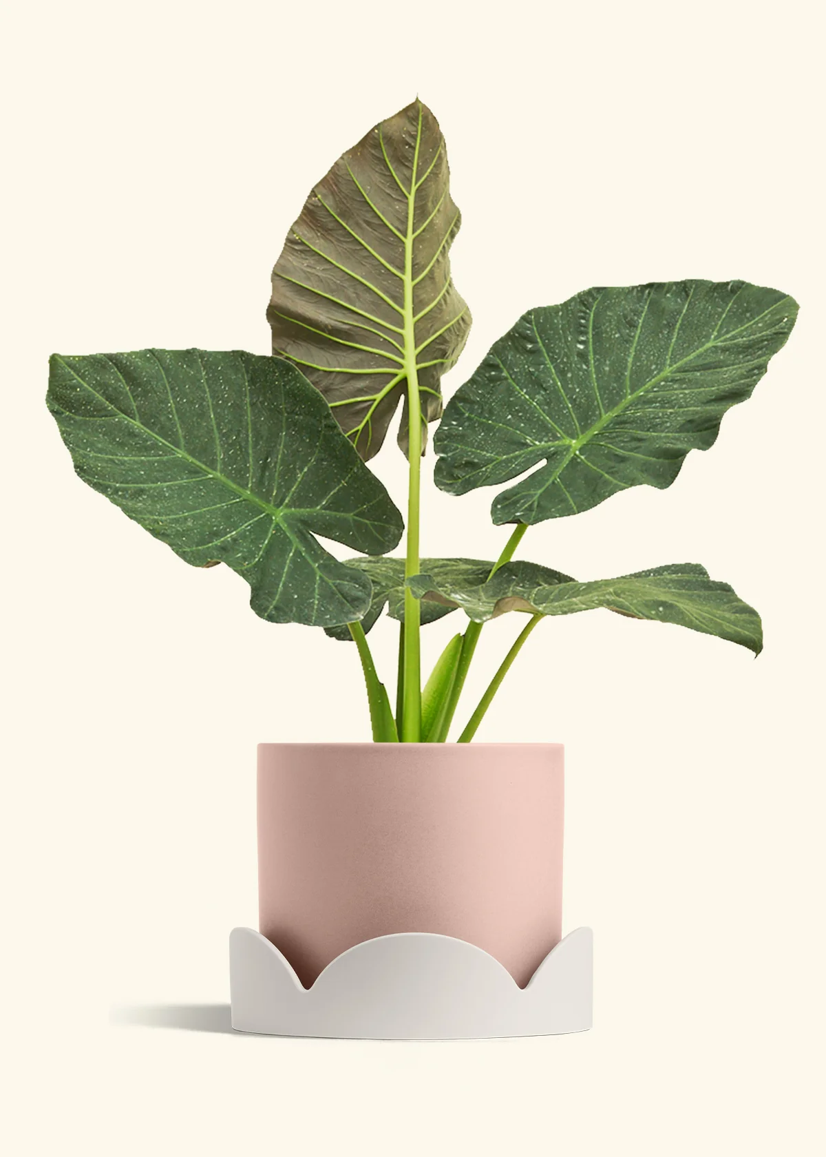 Alocasia Regal Shields - Image 95