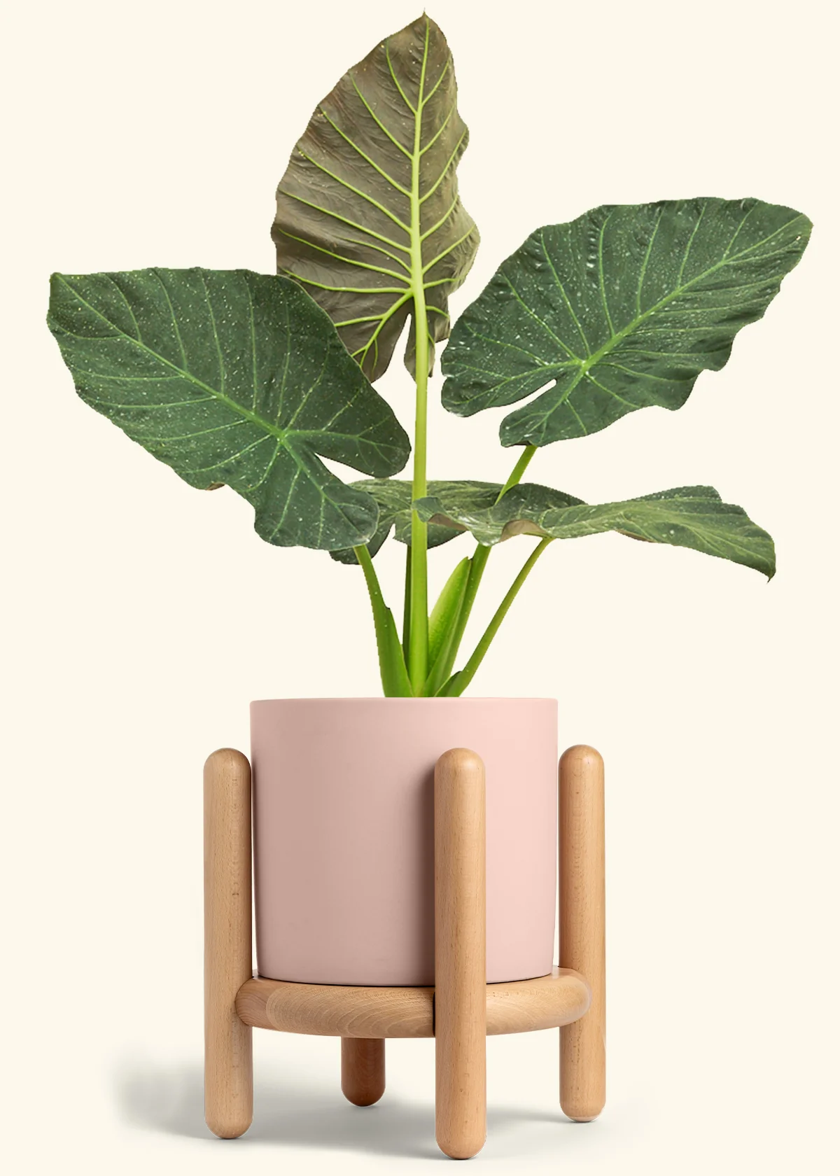 Alocasia Regal Shields - Image 96
