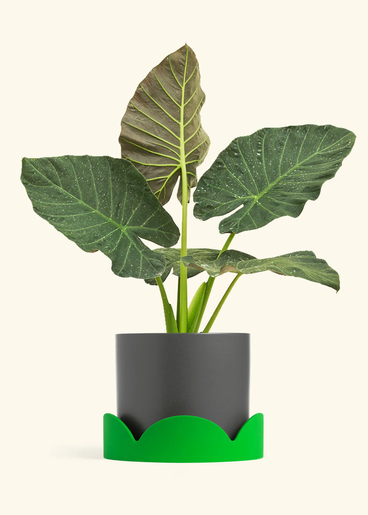 Alocasia Regal Shields - Image 97