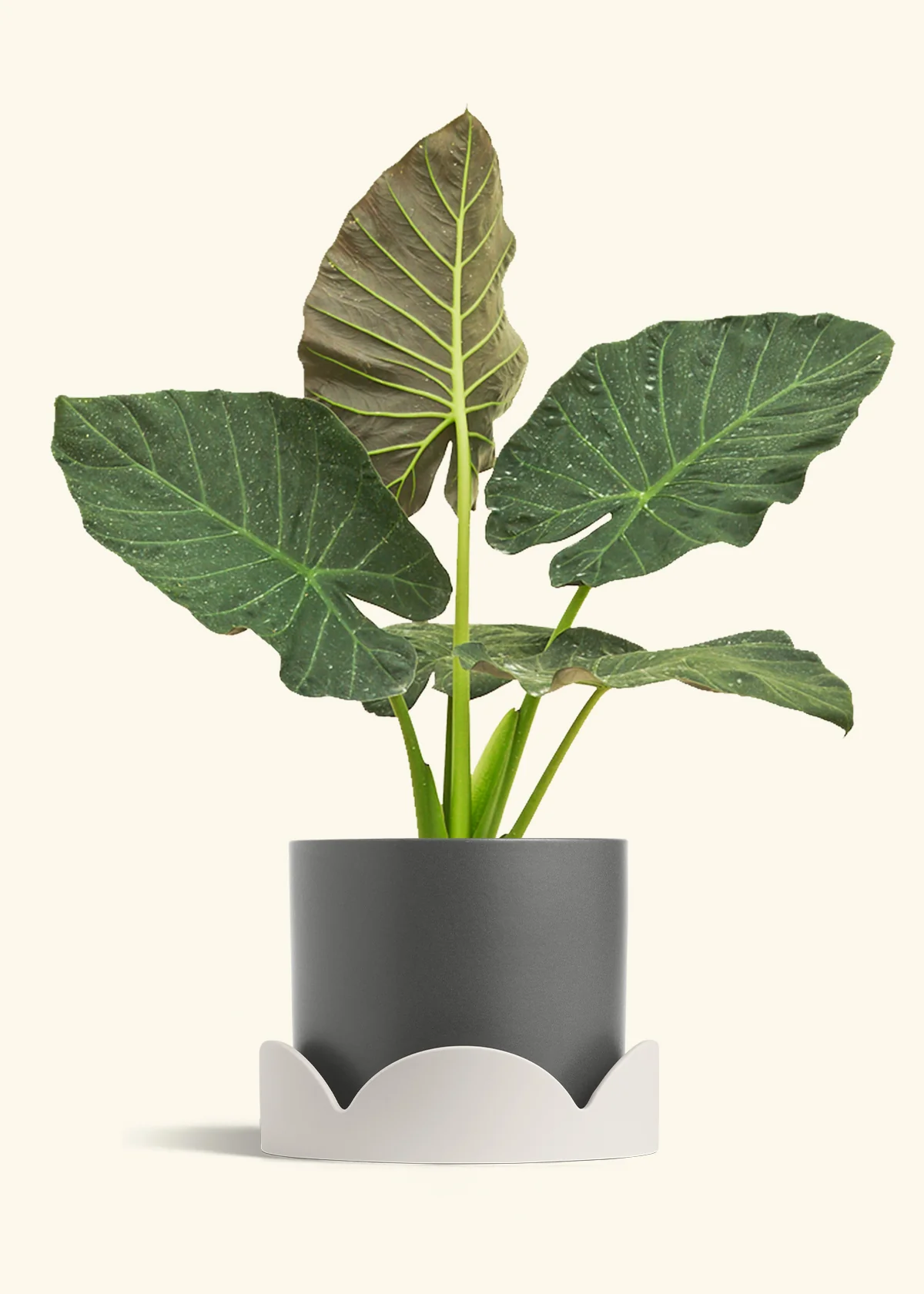 Alocasia Regal Shields - Image 98