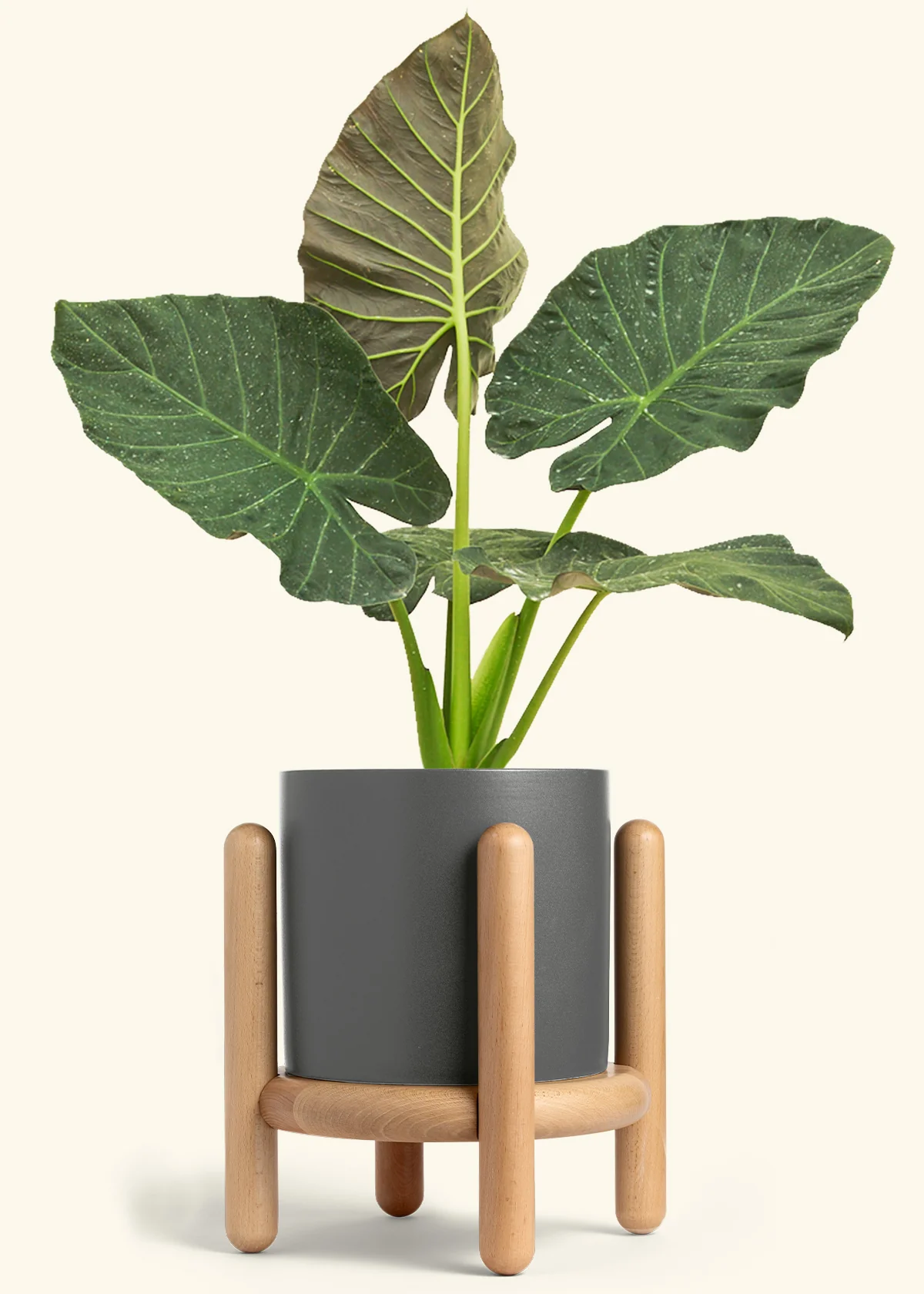 Alocasia Regal Shields - Image 99