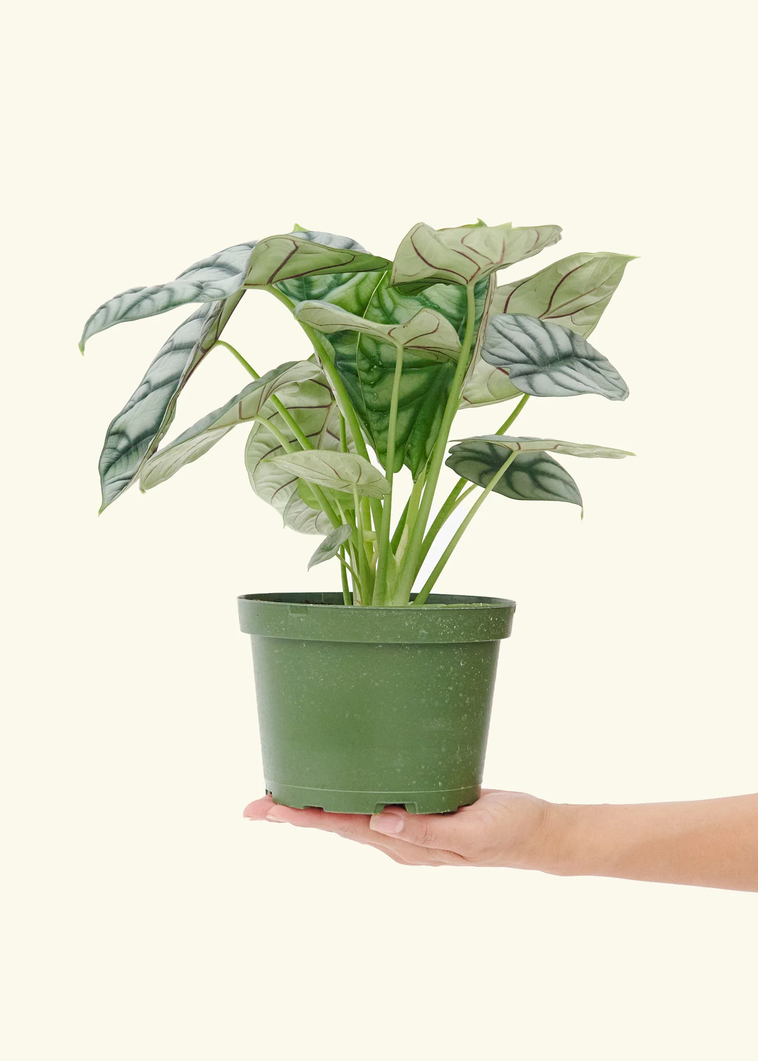 Alocasia 'Silver Dragon' - Image 10