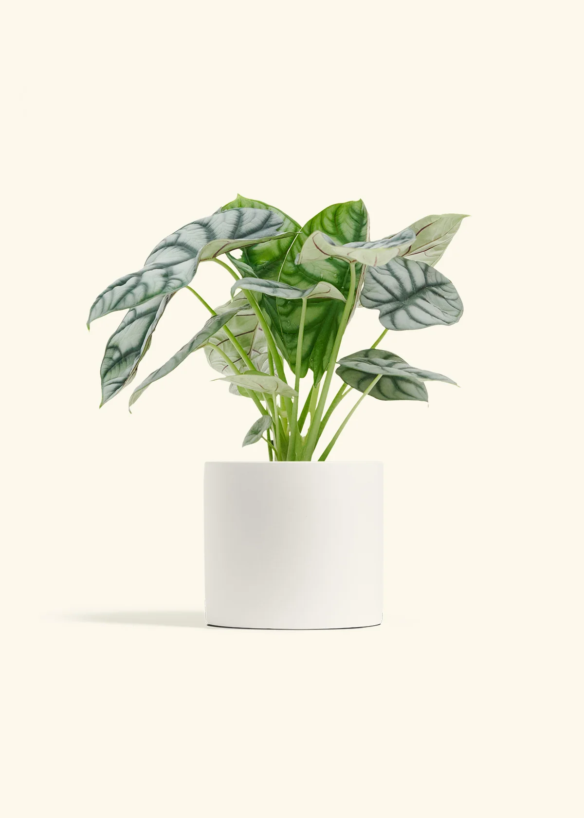 Alocasia 'Silver Dragon' - Image 11