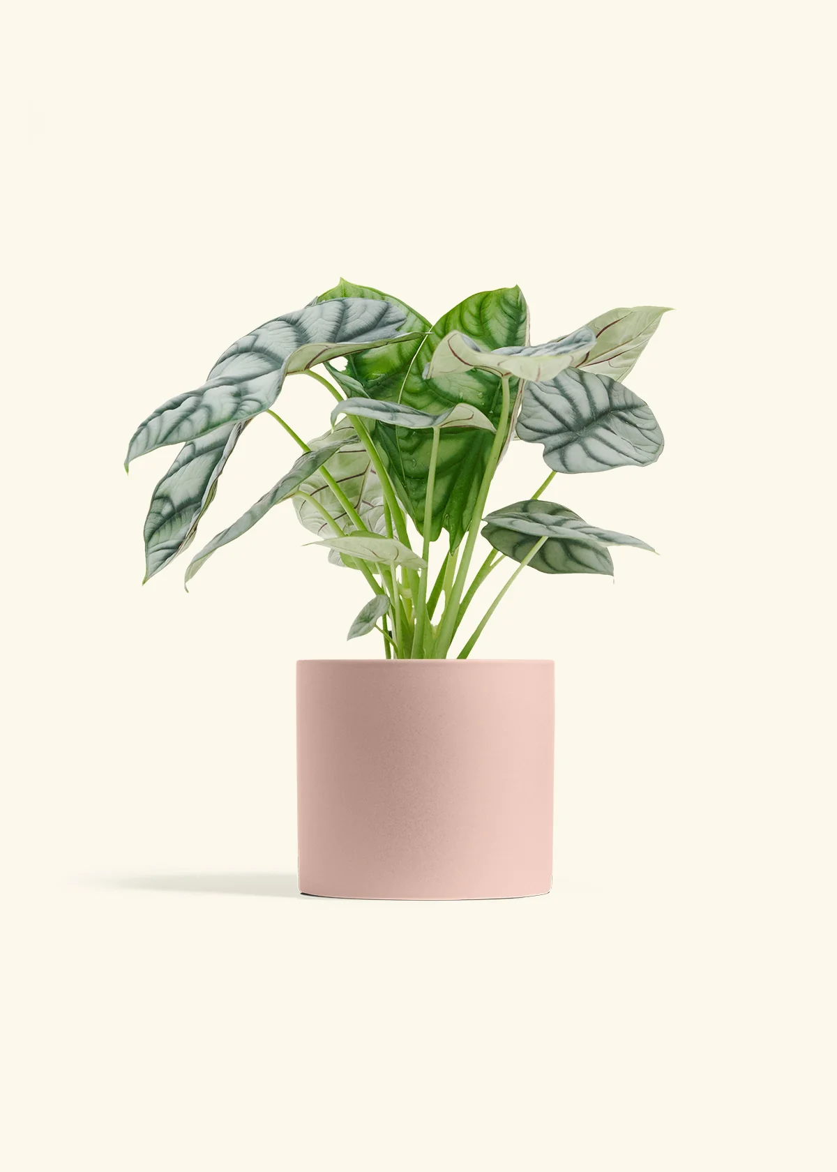 Alocasia 'Silver Dragon' - Image 12