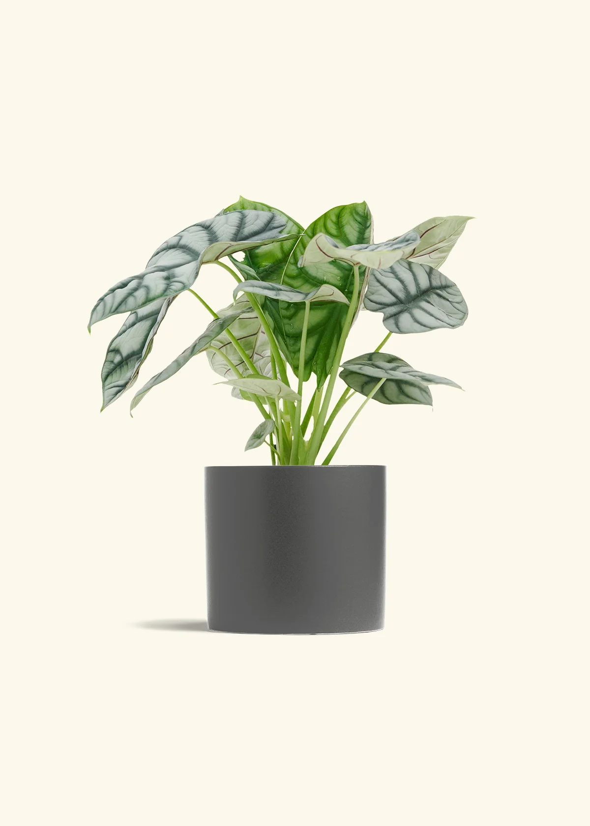 Alocasia 'Silver Dragon' - Image 13