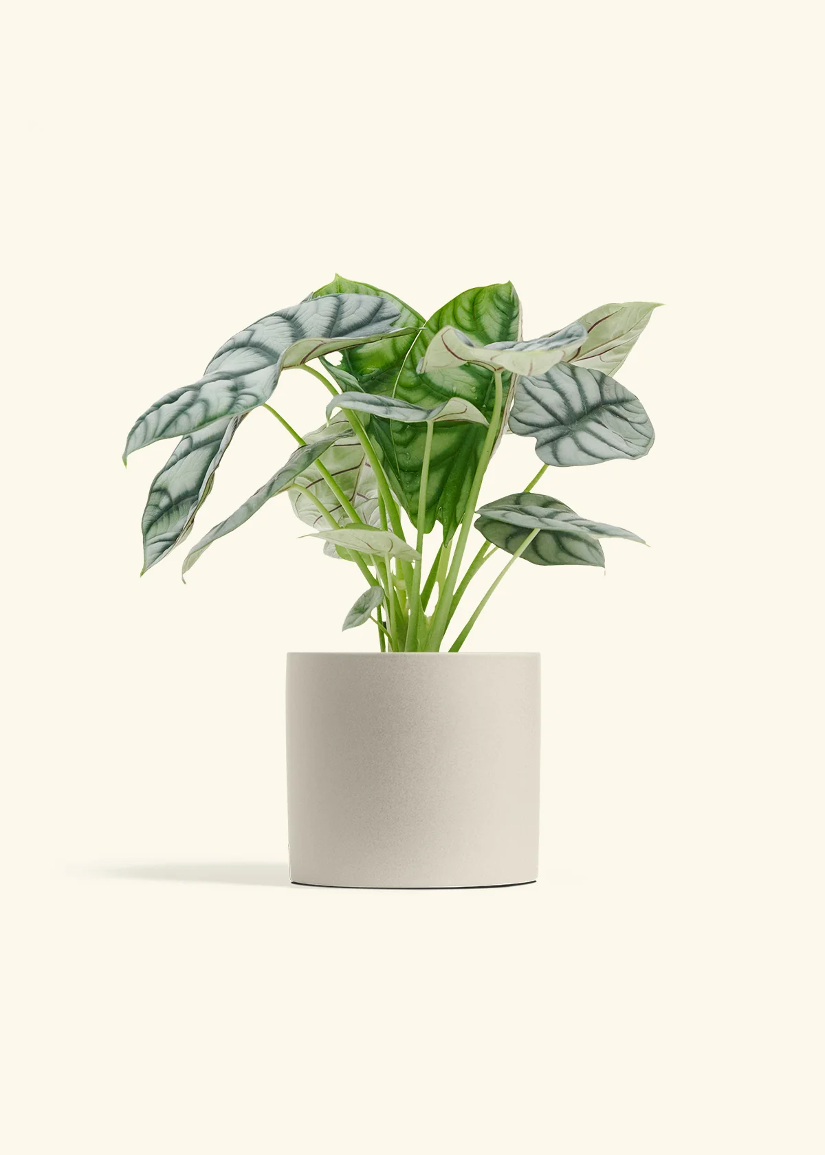 Alocasia 'Silver Dragon' - Image 14