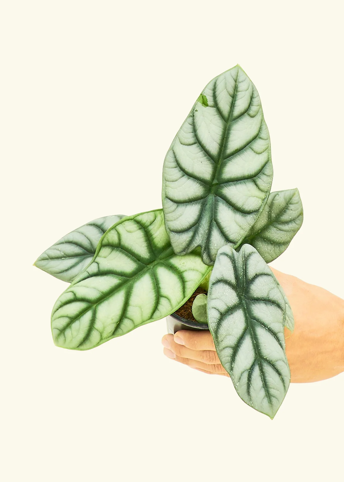 Alocasia 'Silver Dragon' - Image 3