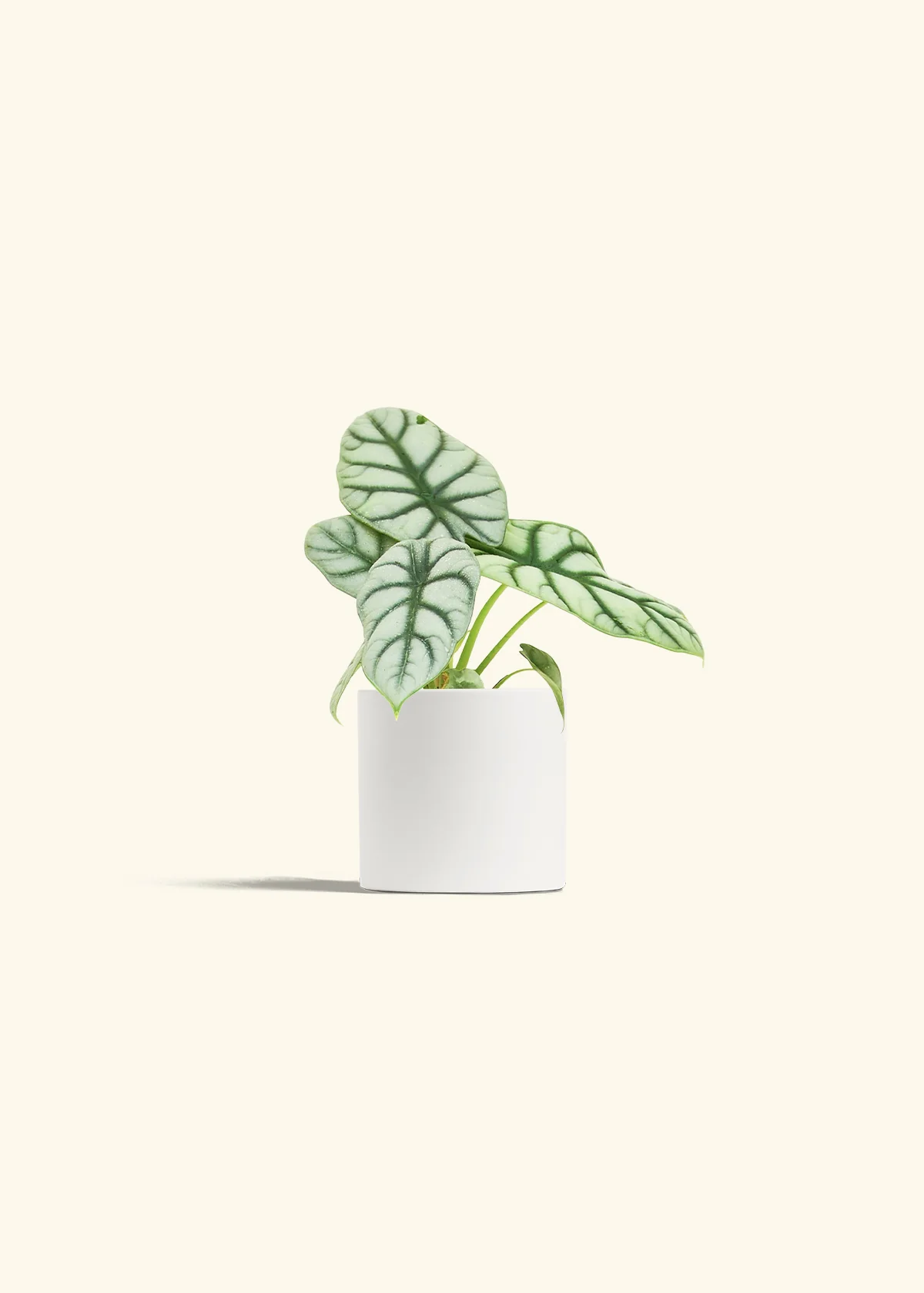 Alocasia 'Silver Dragon' - Image 4