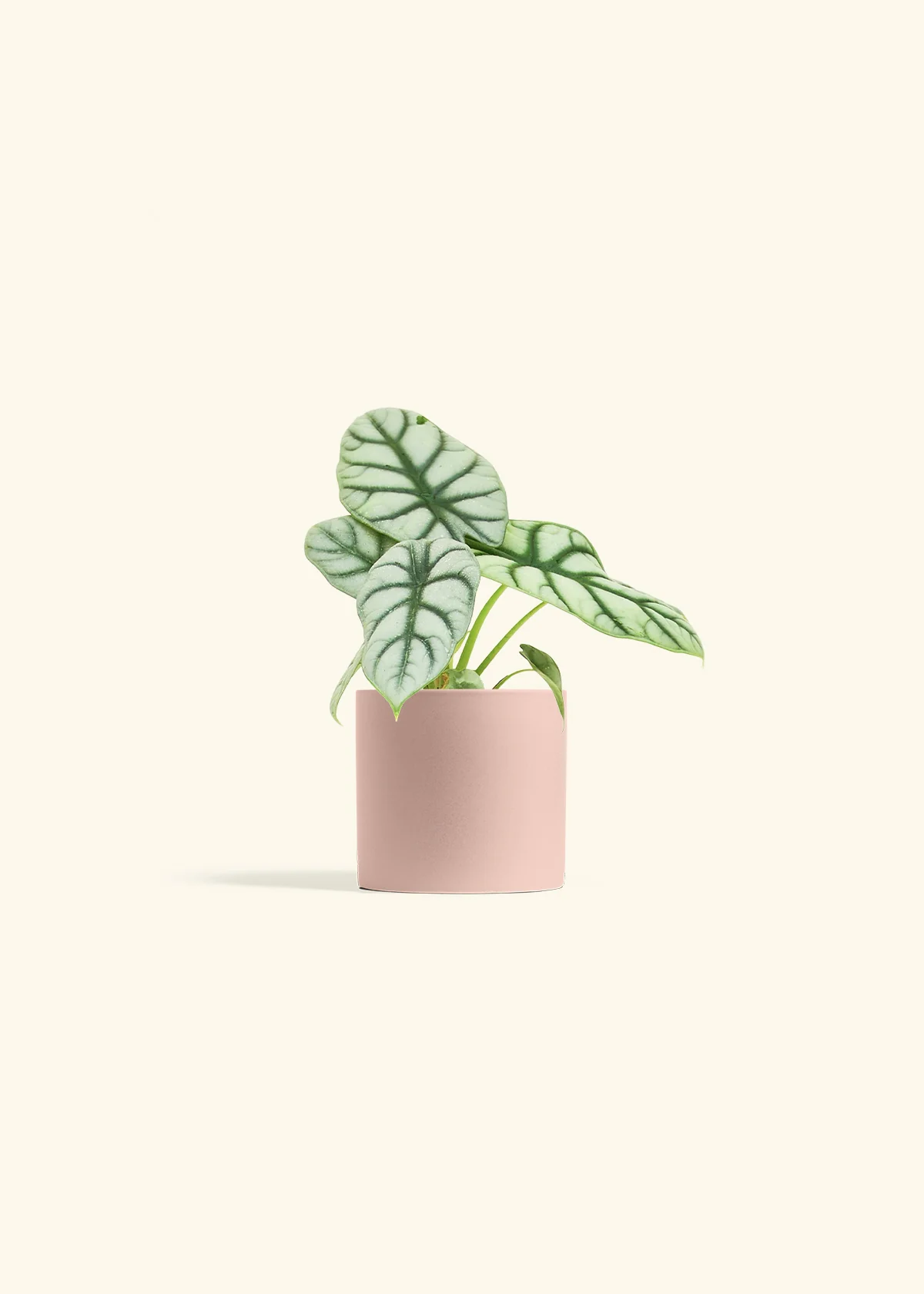 Alocasia 'Silver Dragon' - Image 5